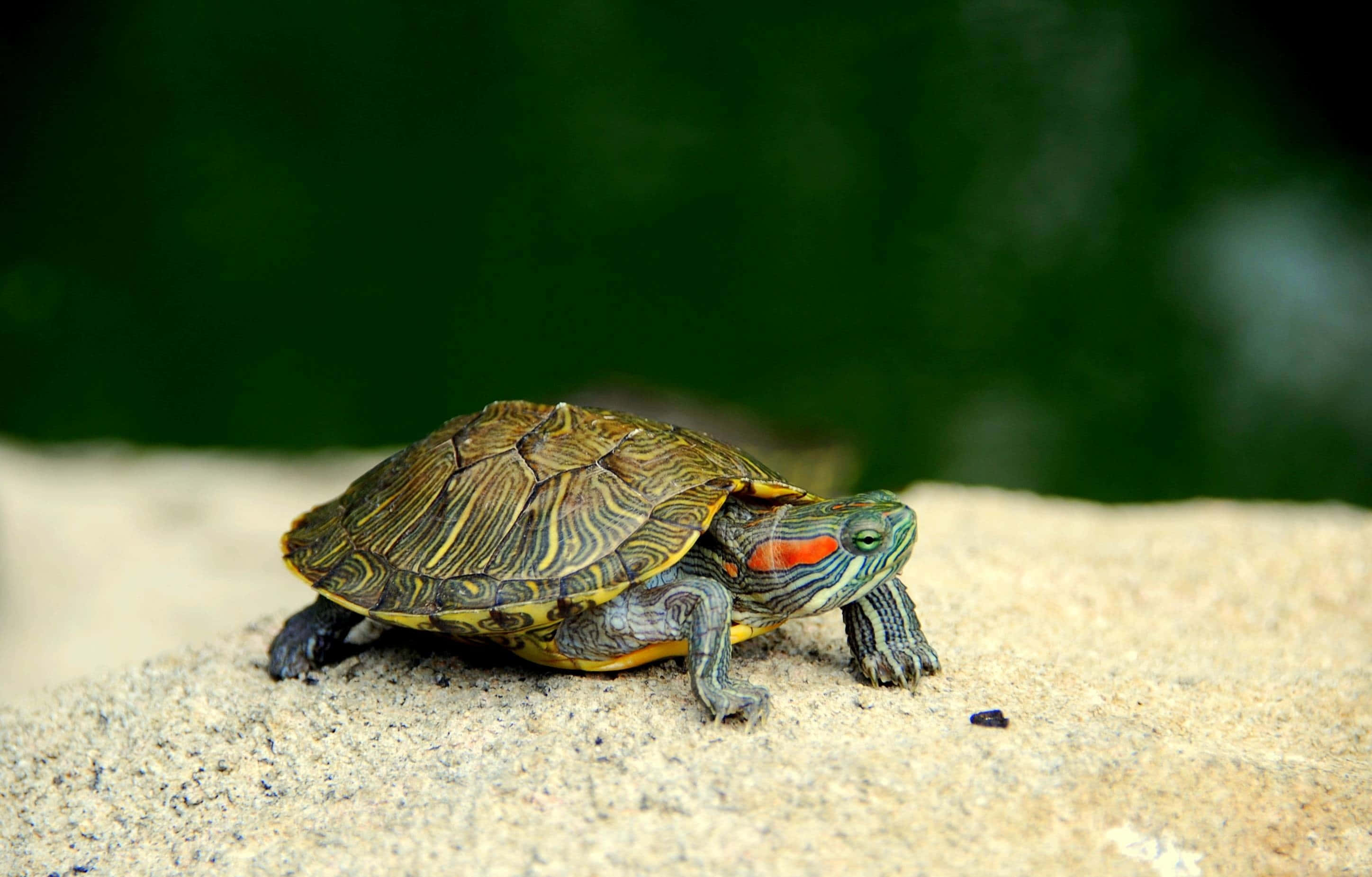 Sød og nuttet skildpadde Wallpapers