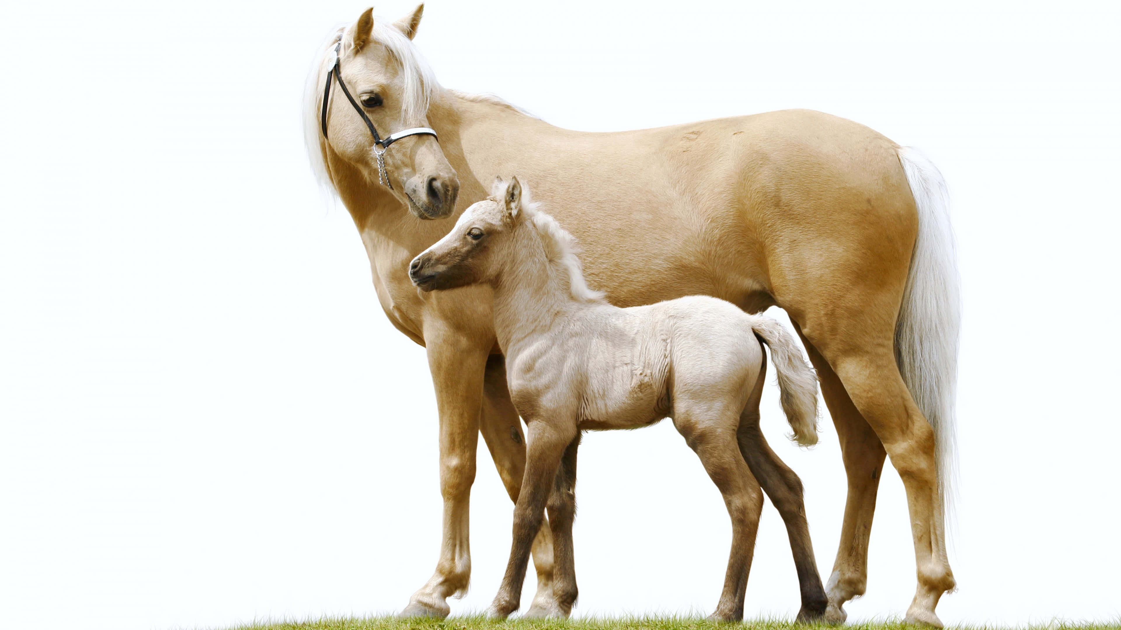 Sød og nysgerrig hest Wallpapers