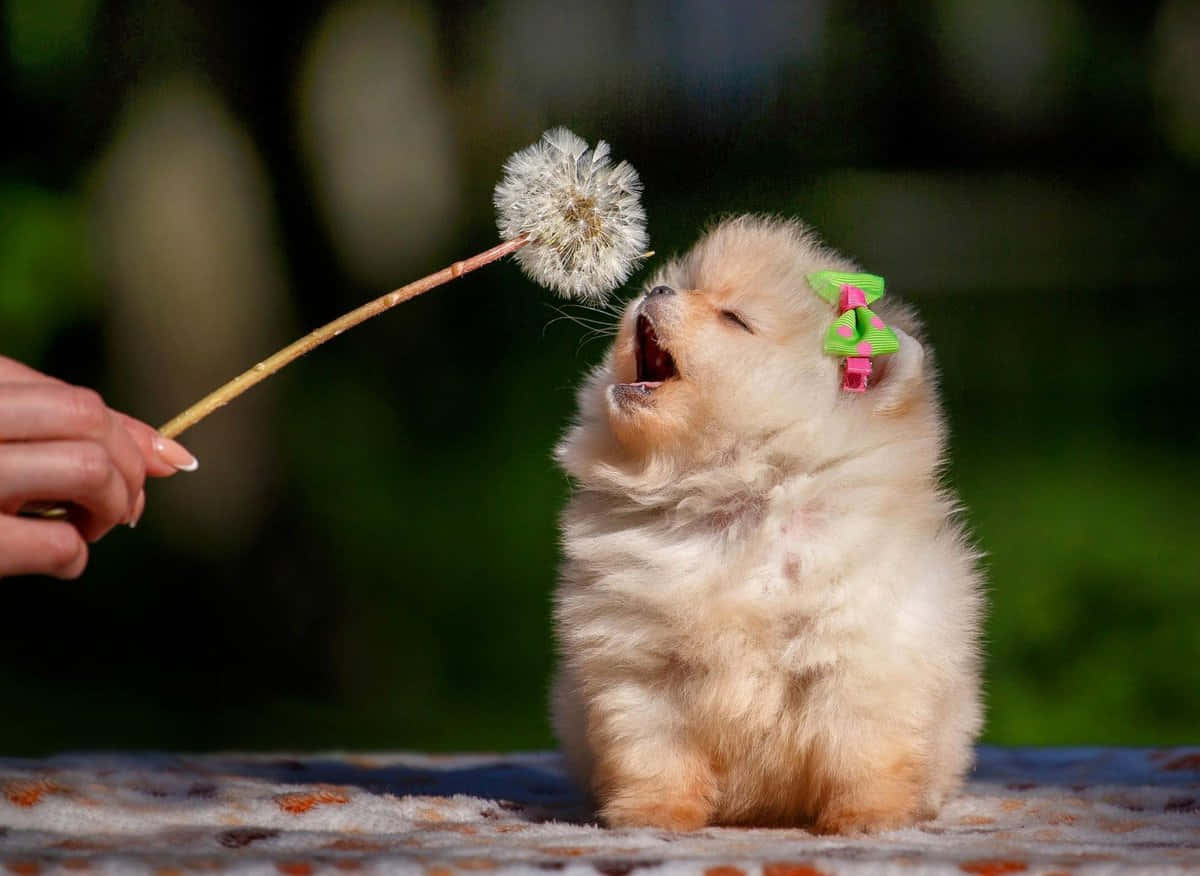 Sød Pomeranian hundebillede Wallpapers