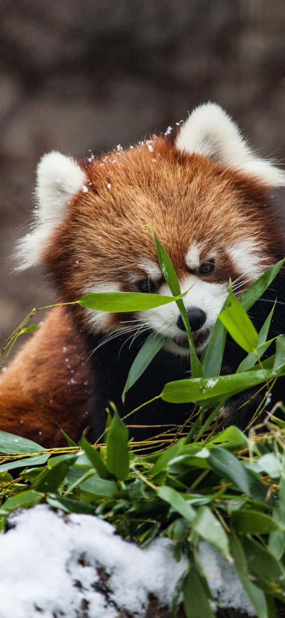 Sød rød panda gemmer sig på græs billede Wallpapers