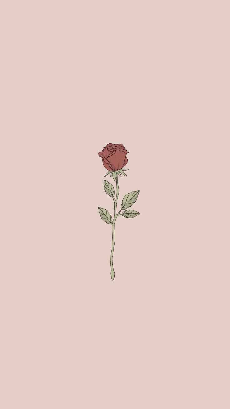 Sød rose æstetisk telefon Wallpapers