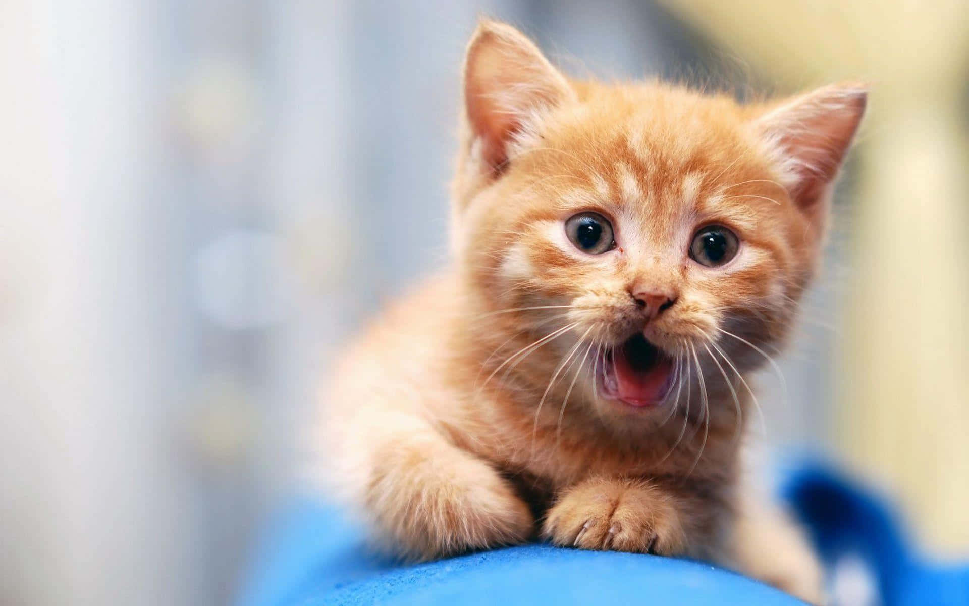 Sød Sjov Kat Med Åben Mund Der Kaster Op Reaktionsbilleder Wallpapers