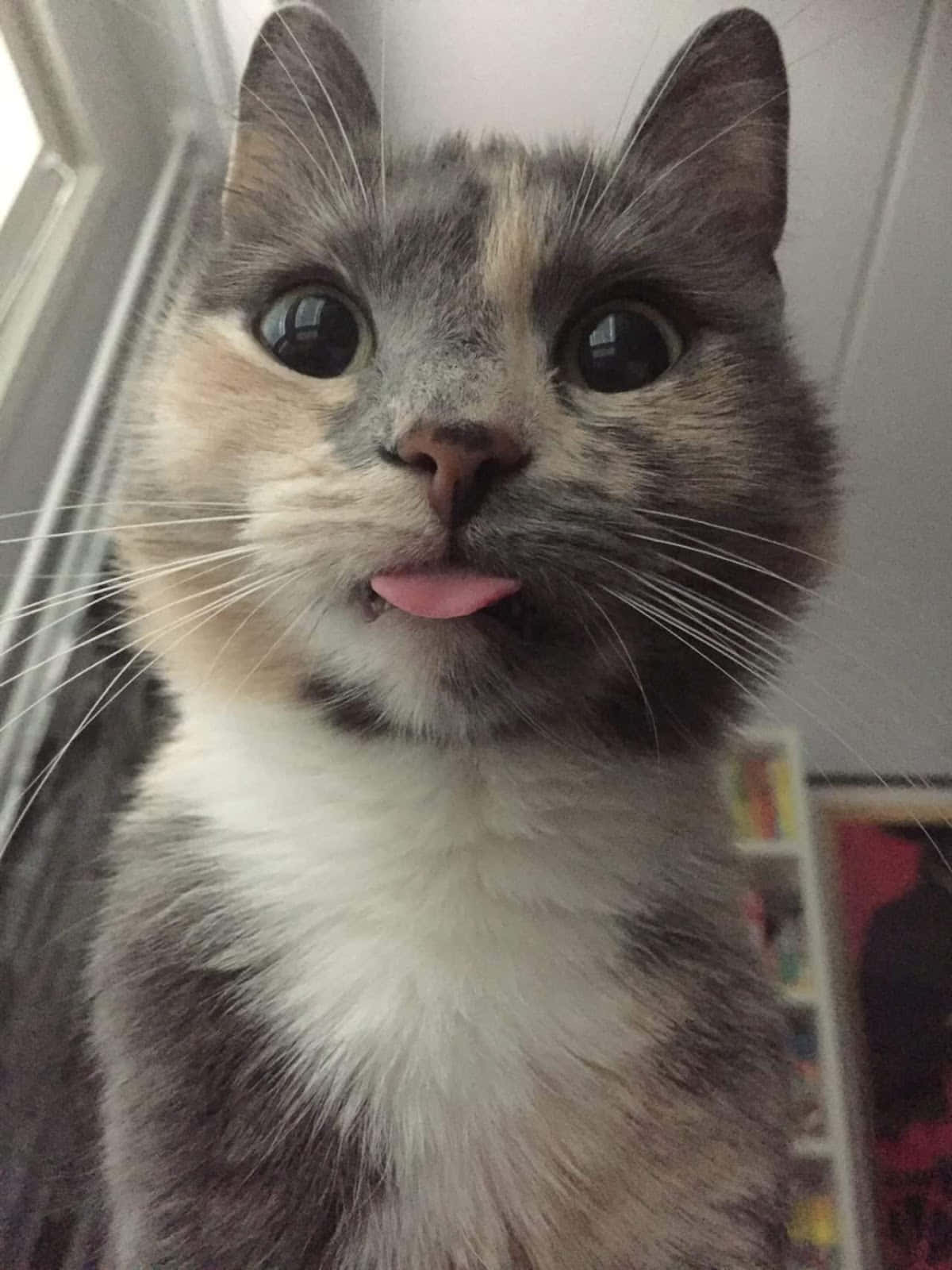 Sød sjov kat med lille tunge tæt på Wallpapers