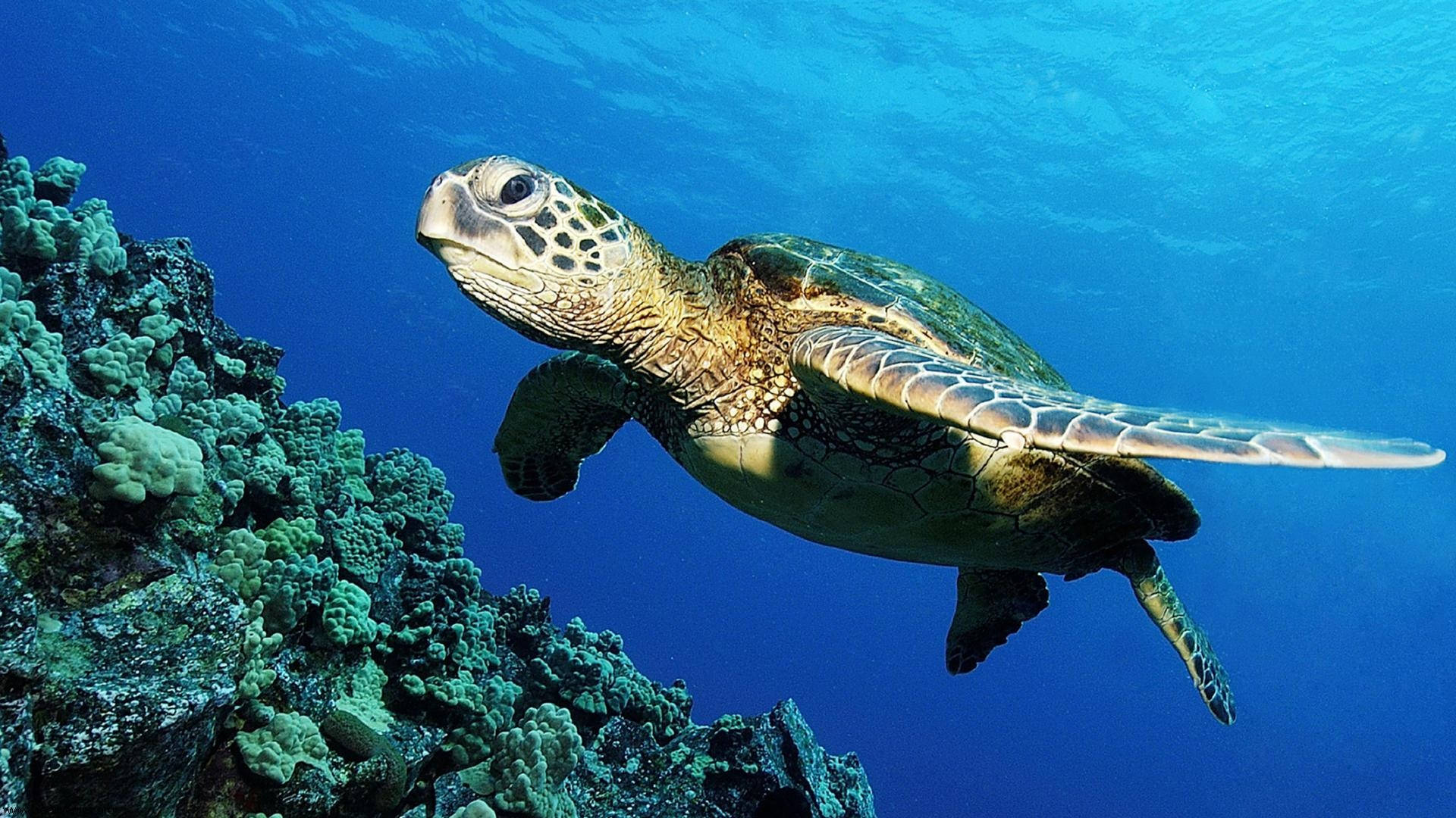 Sød skildpadde svømmer i havet Wallpapers