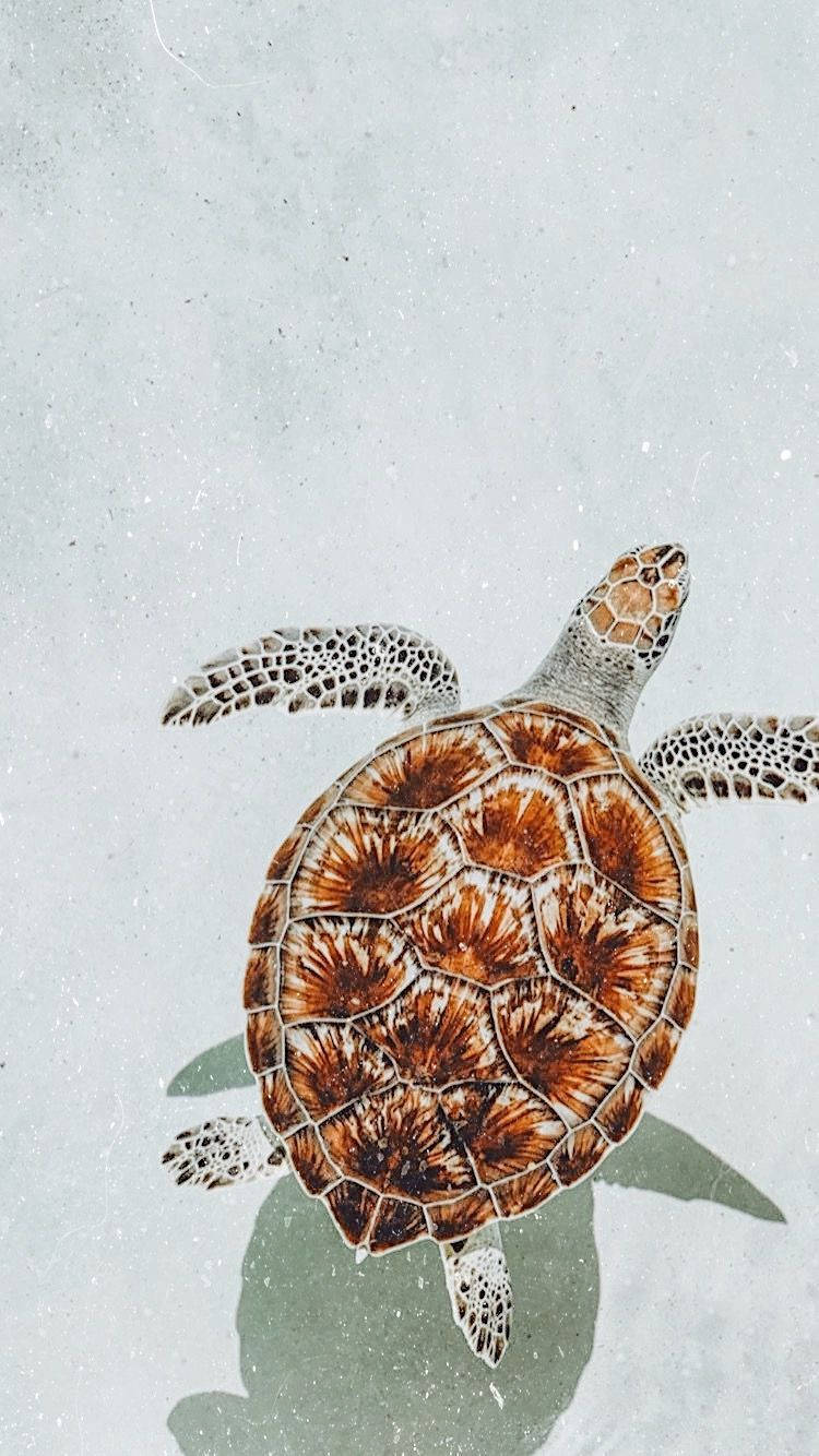 Sød skildpadde med rustbrunt mønster Wallpapers