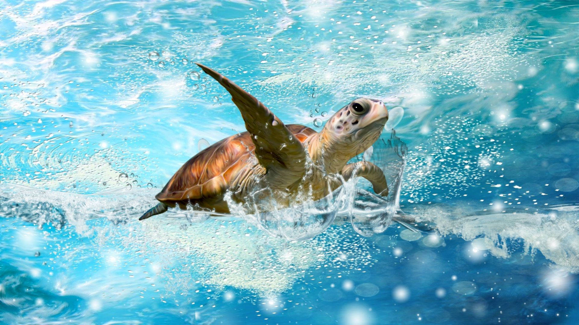 Sød skildpadde vandsprøjt Wallpapers