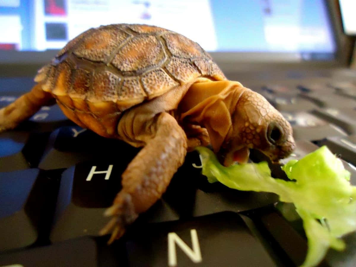 Sød skildpadde, der slapper af i solen Wallpapers