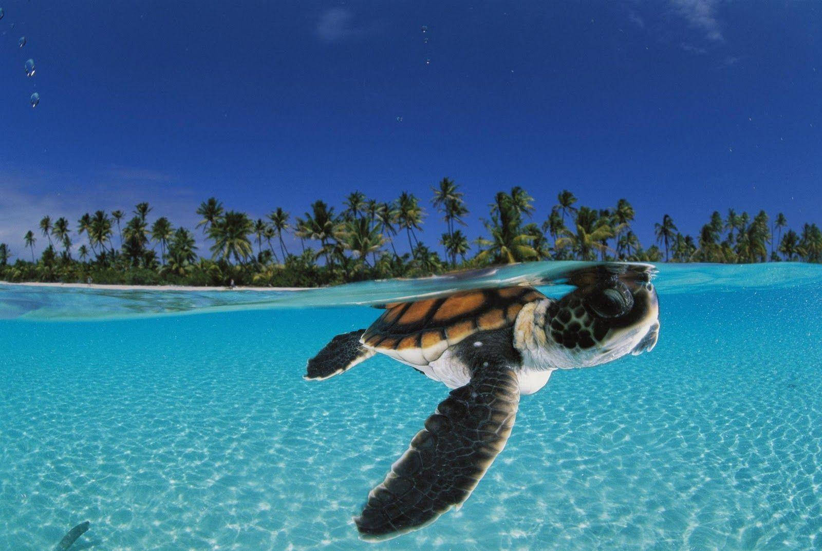 Sød skildpadde udforsker det blå hav Wallpapers