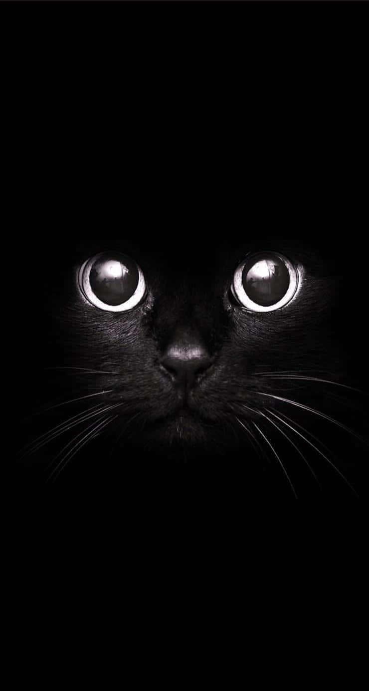 Sød sort baggrund Wallpapers