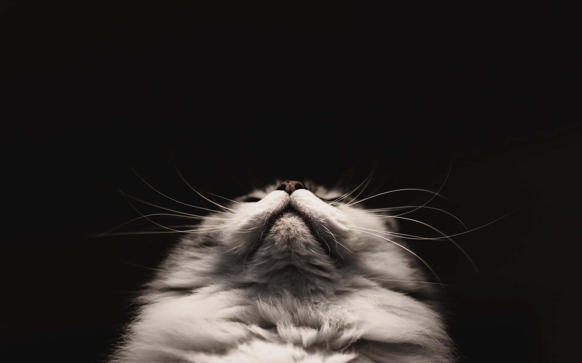 Sød sort baggrund Wallpapers