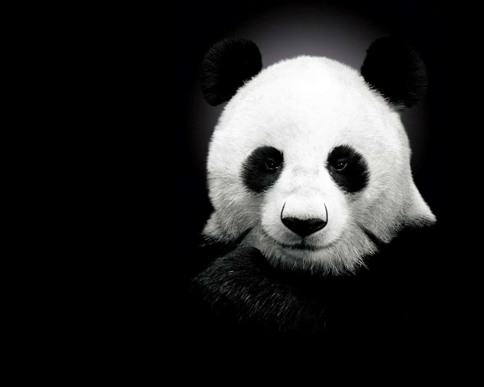 Sød sort baggrund Wallpapers
