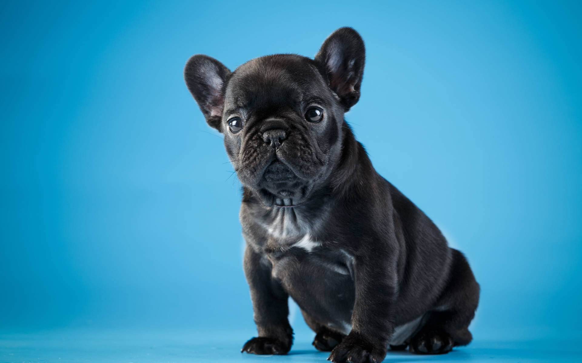 Sød sort bulldog hvalp Wallpapers