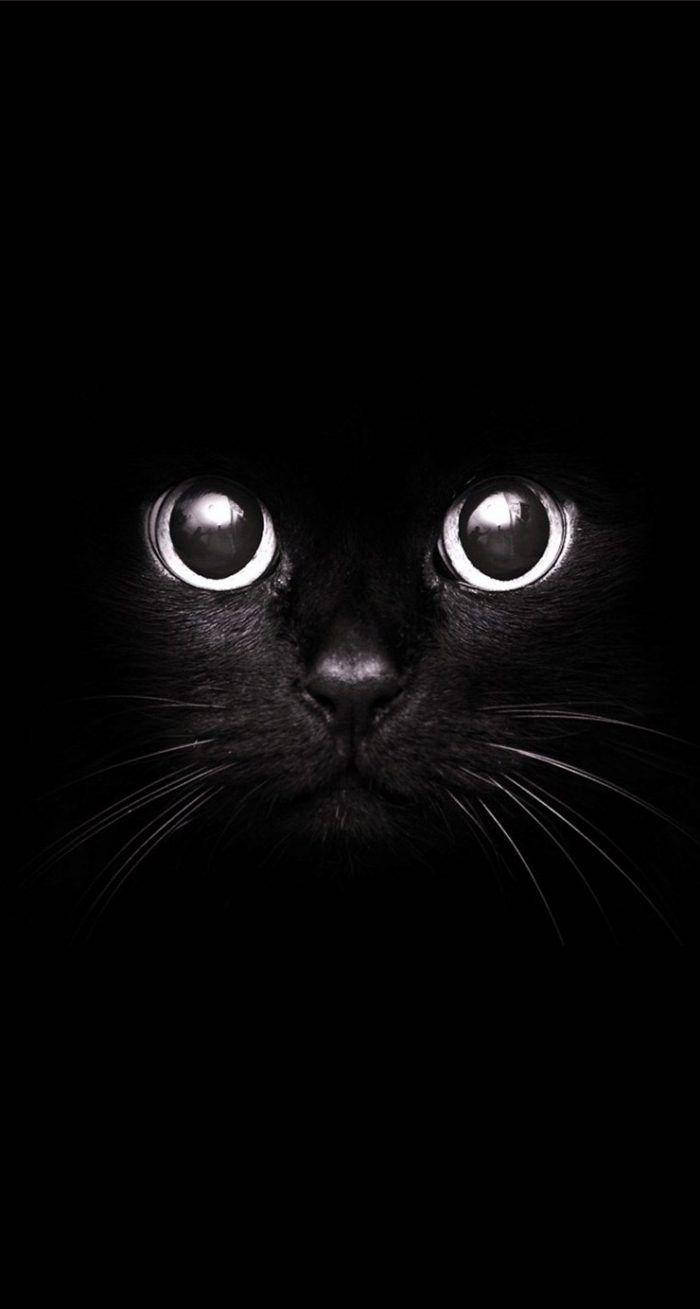 Sød sort/hvid æstetisk sort kat Wallpapers