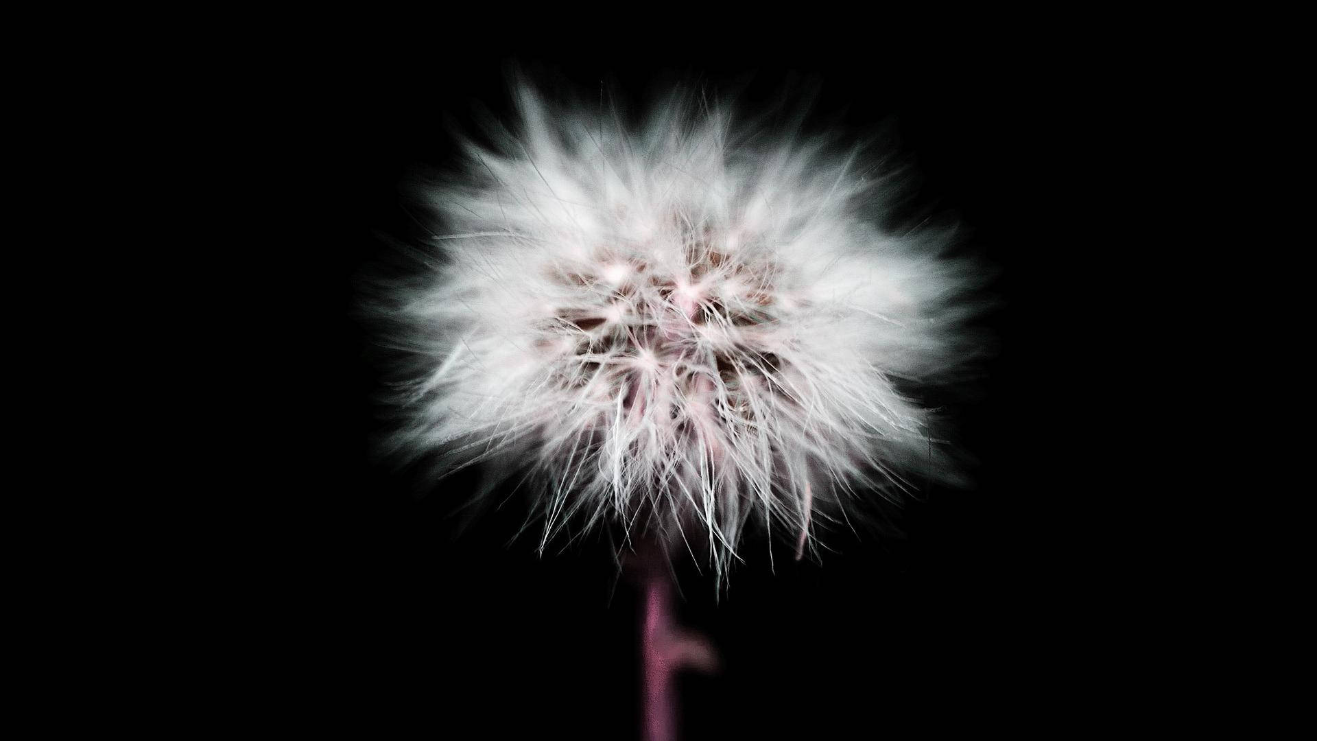 Sød sort mælkebøtteblomst Wallpapers