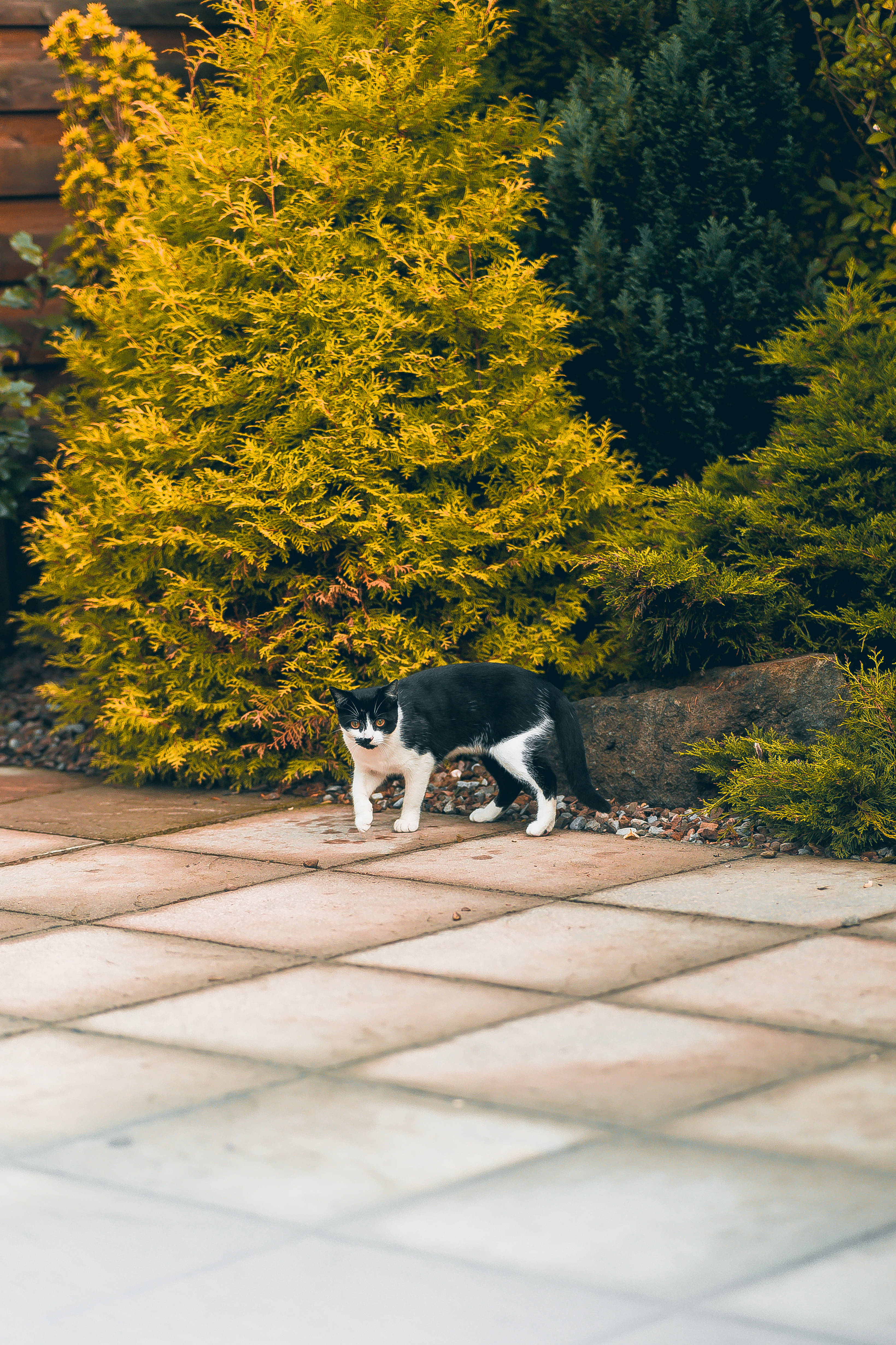 Sød sort og hvid kat stående Wallpapers