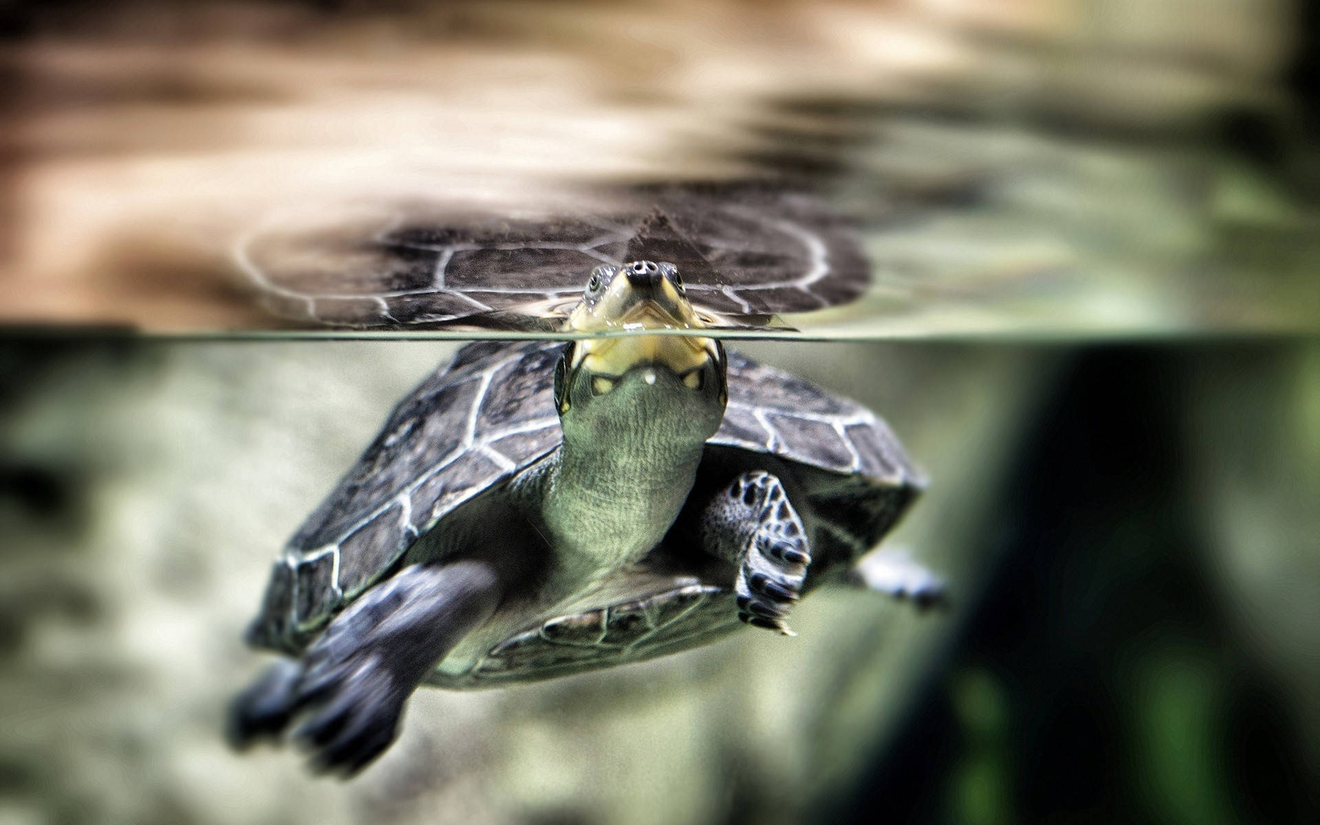 Sød sort skildpadde der flyder Wallpapers