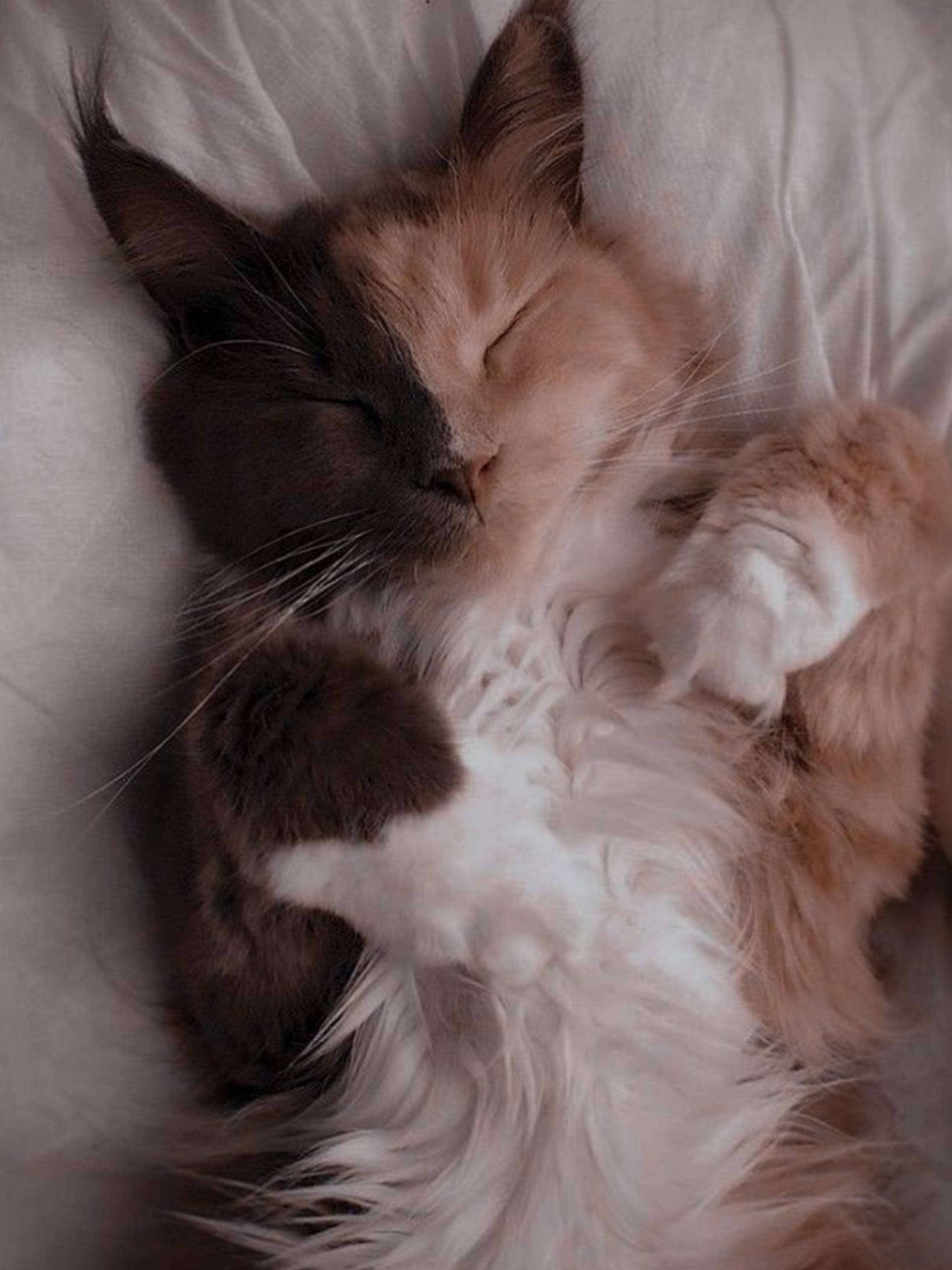 Sød sovende kat med æstetisk look Wallpapers