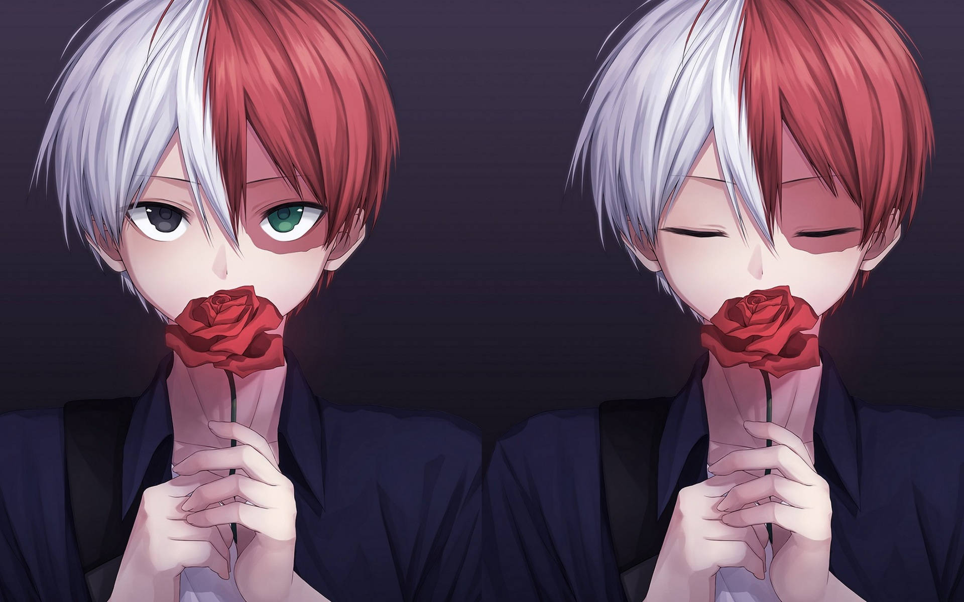 Sød Todoroki med rød rose Wallpapers