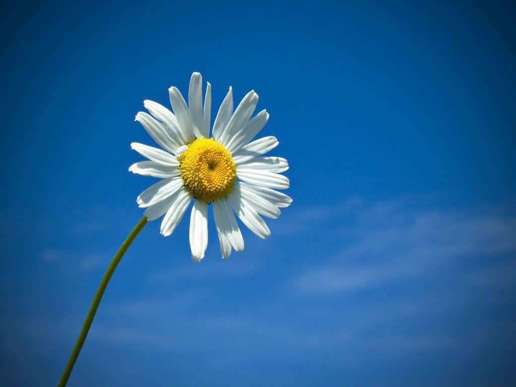 Sød tusindfryd klar blå himmel vignet Wallpapers
