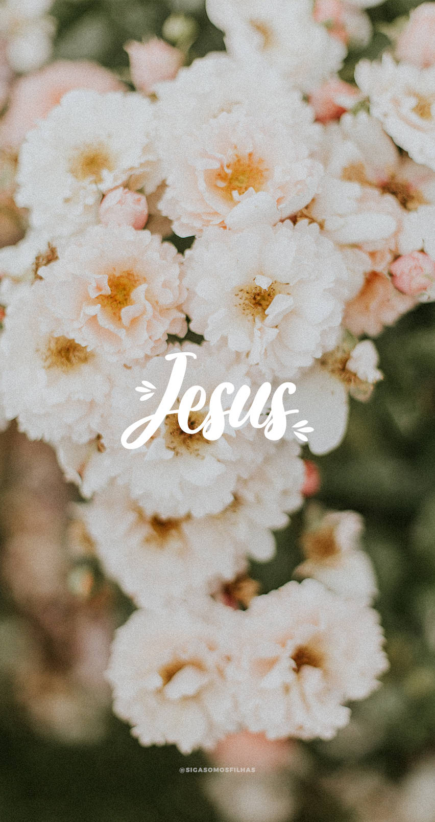 Søde Jesus Muskusroser Wallpapers