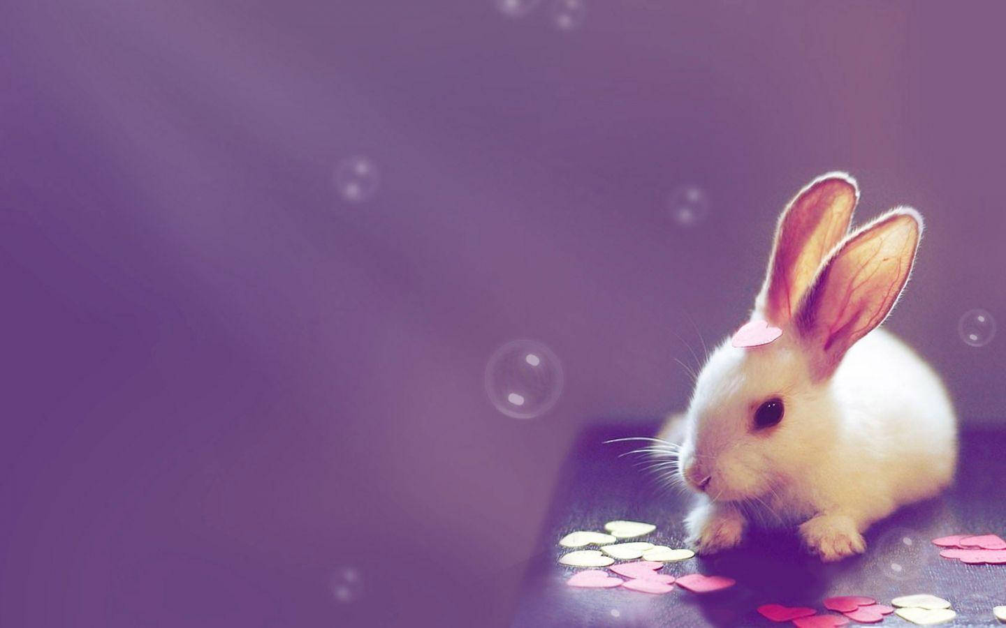 Søde kaninhjerter til skrivebordet Wallpapers