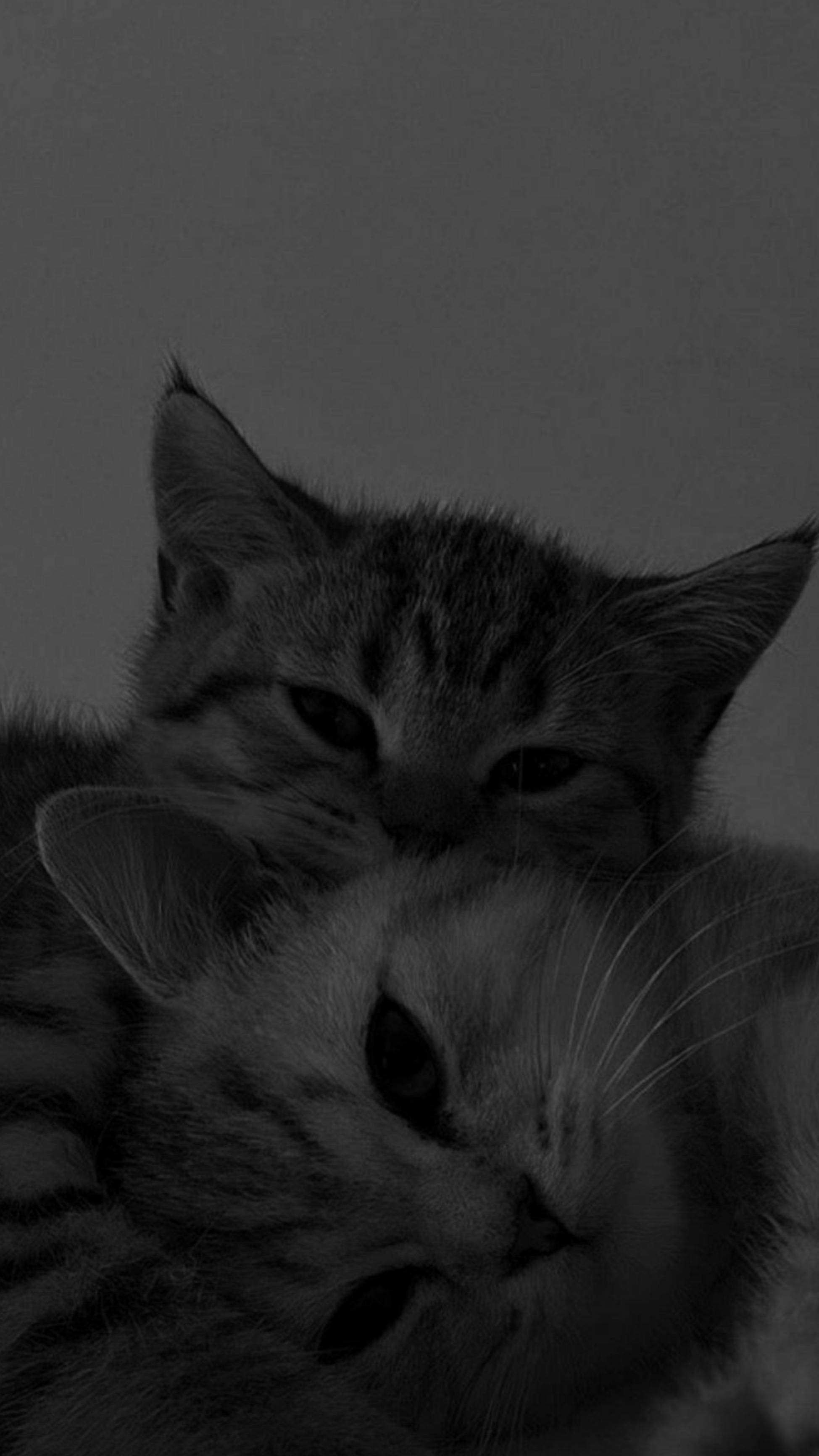 Søde katte i æstetisk favntag Wallpapers