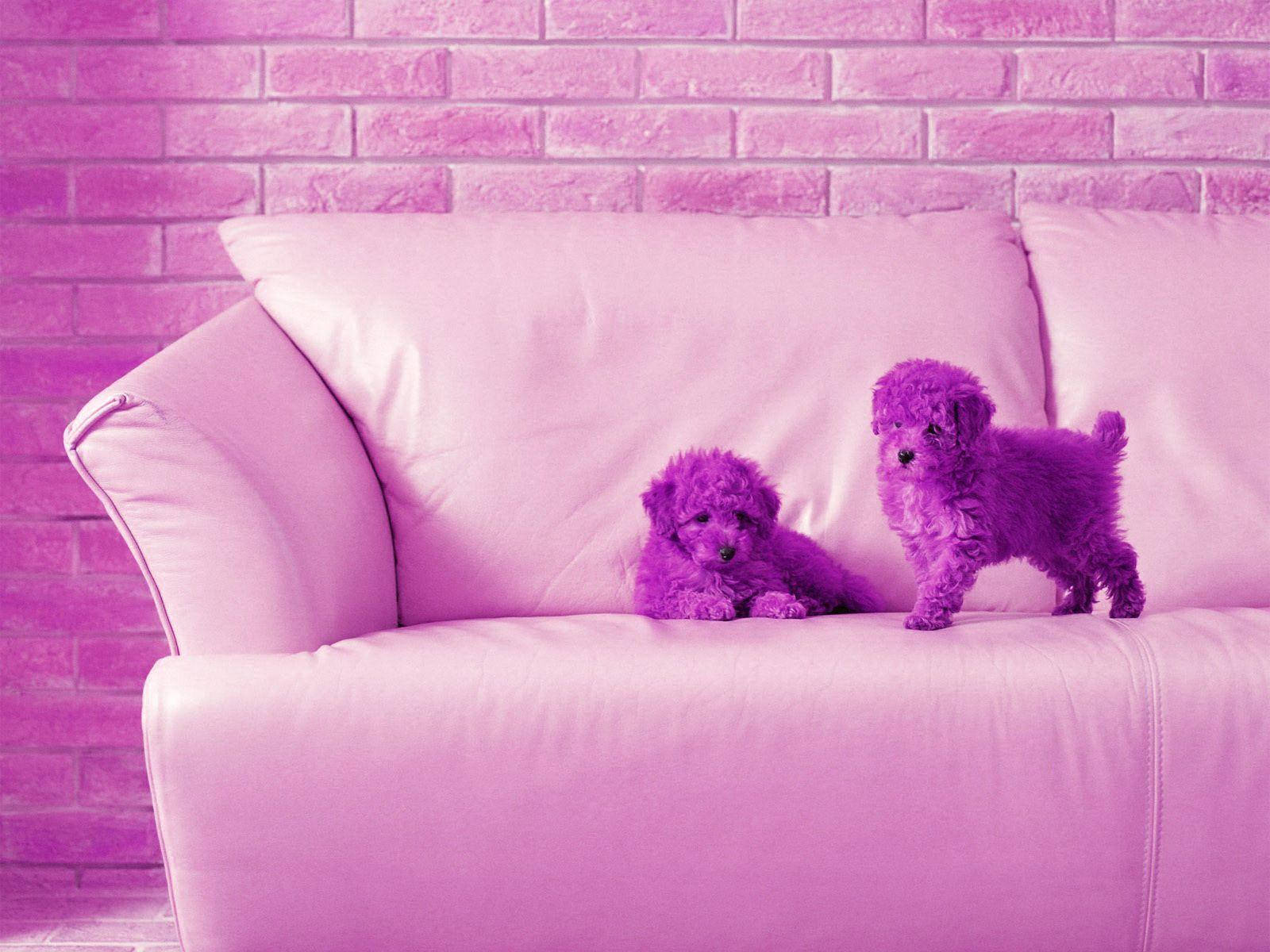 Søde lilla bichon-hvalpe til skrivebordet Wallpapers