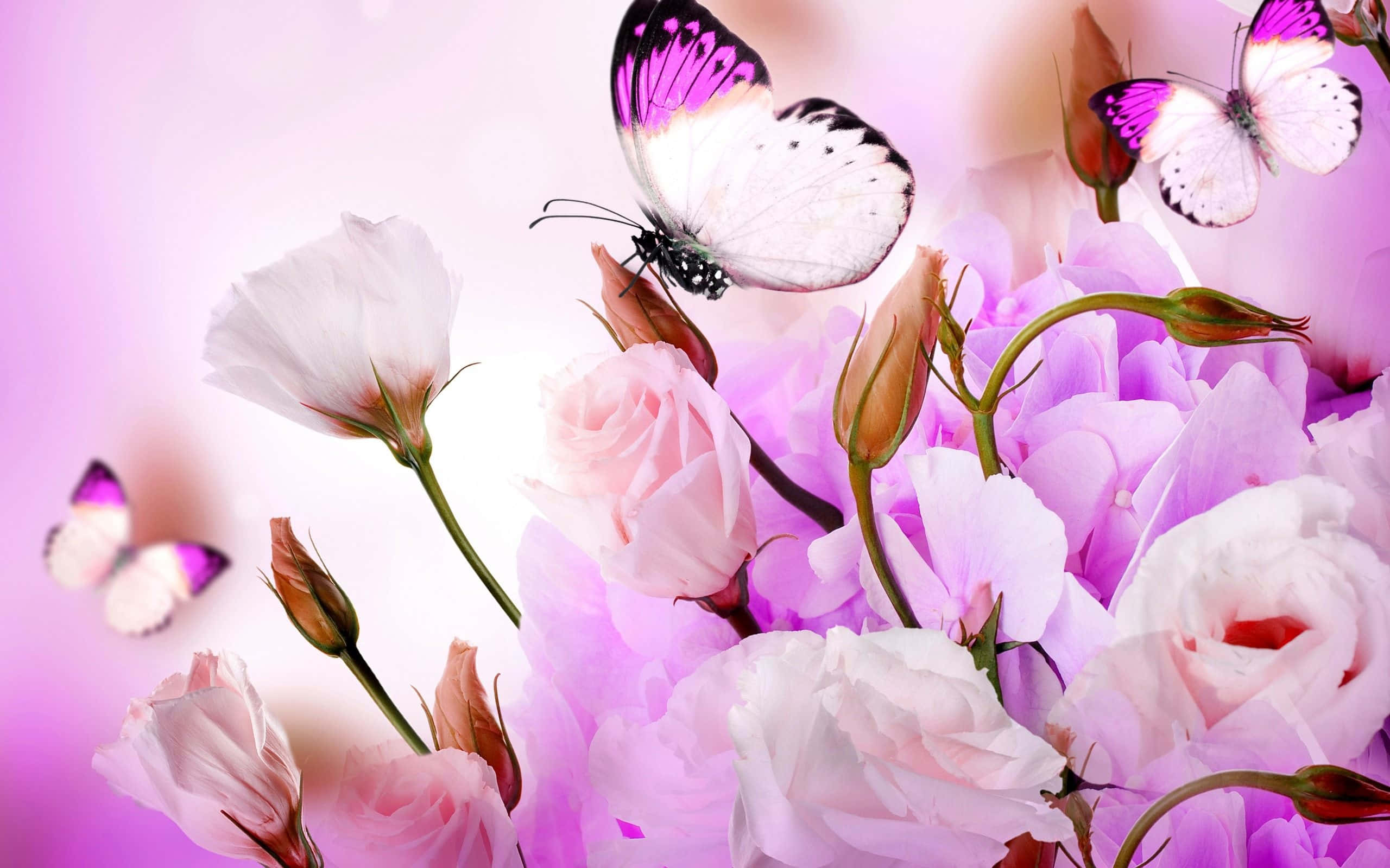 Søde lilla blomster og sommerfugle HD Wallpapers