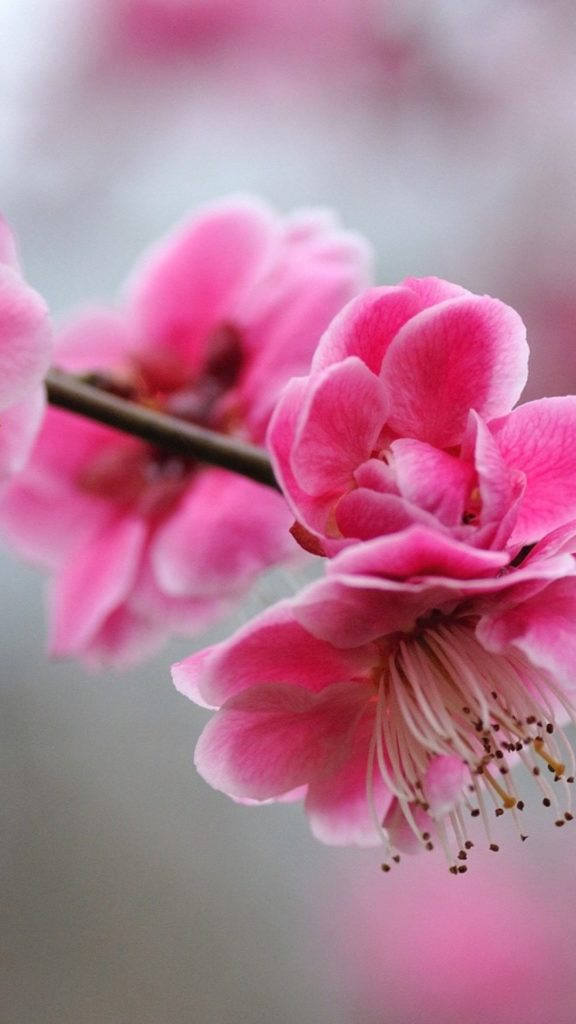 Søde lyserøde kirsebærblomster til piget telefonskærm Wallpapers