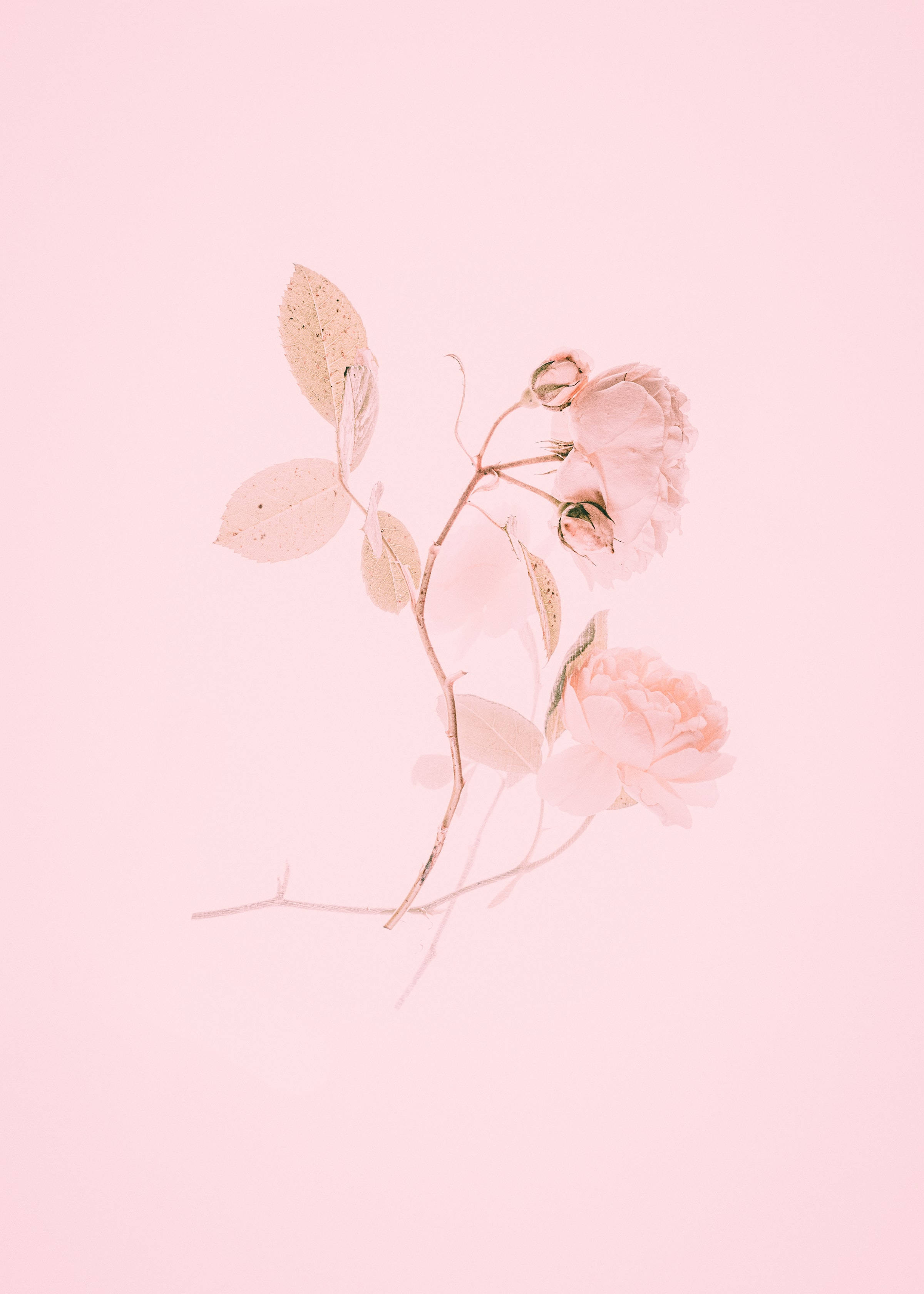Søde lyserøde æstetiske roser maleri Wallpapers