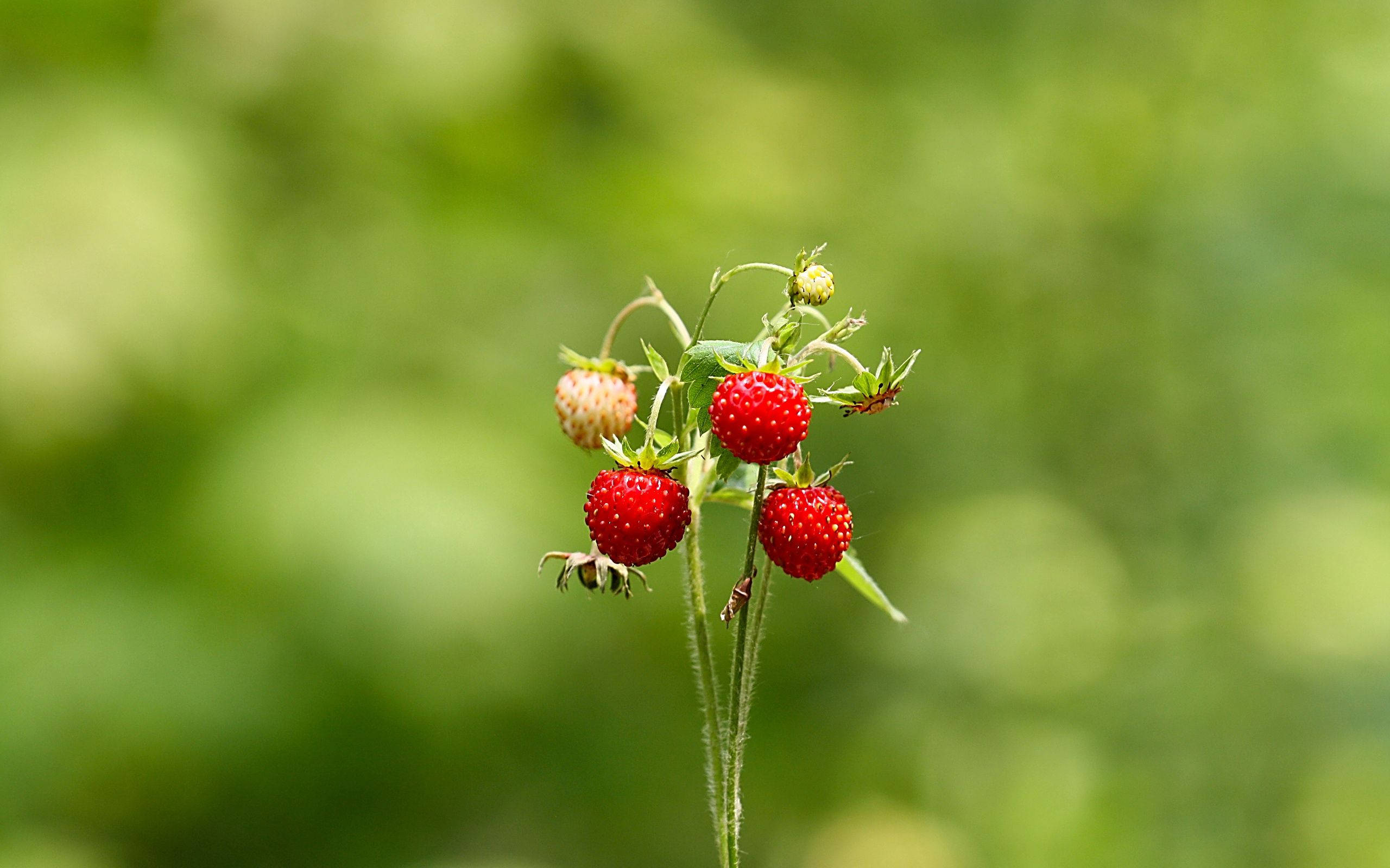 Søde og saftige sommerjordbær, friskplukkede. Wallpapers