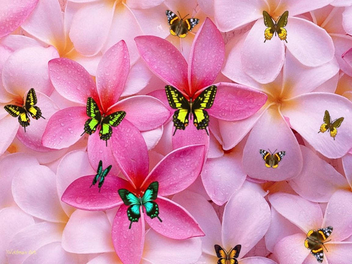 Søde Pigeblomster og Sommerfugle Wallpapers