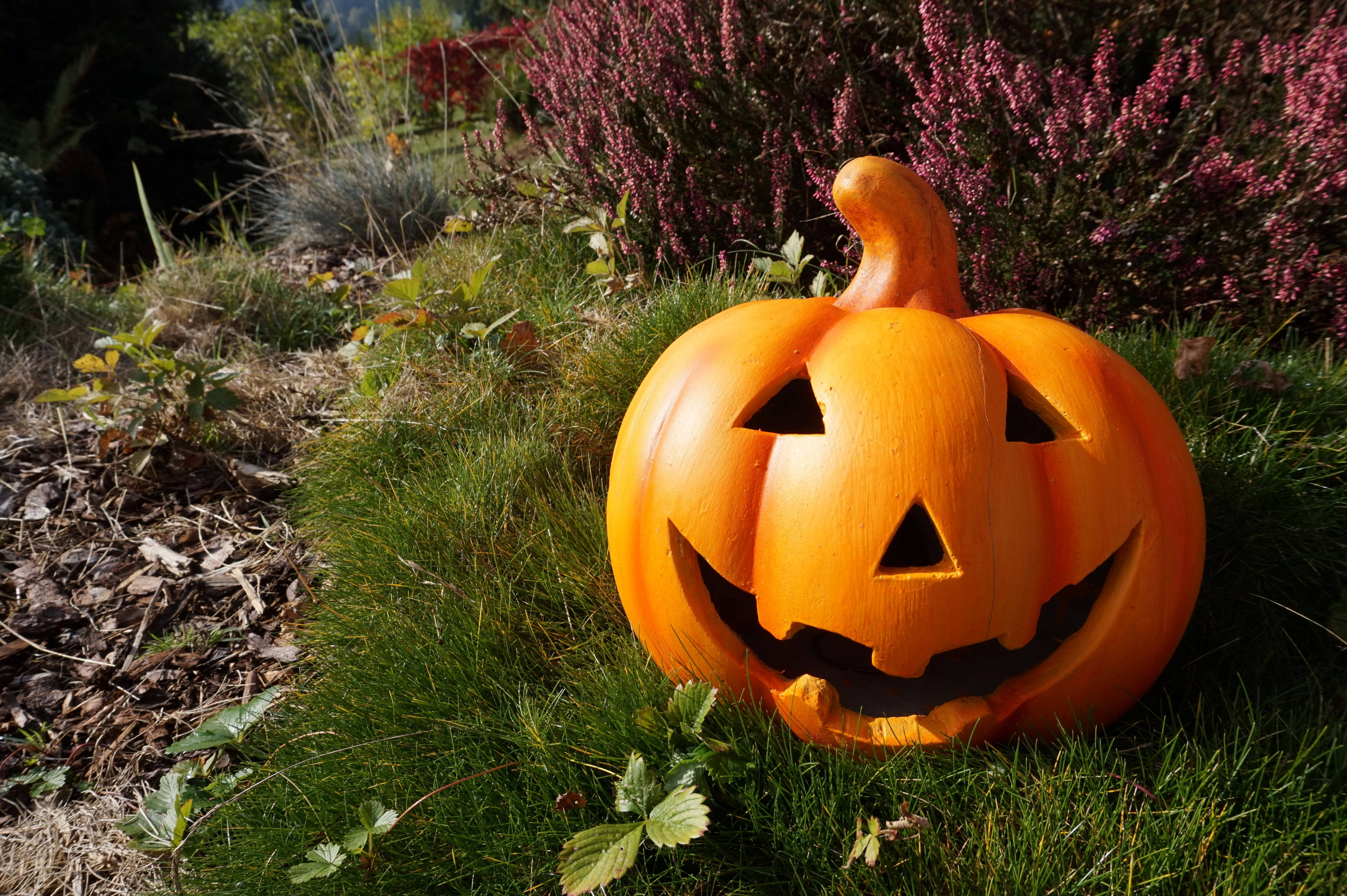 Sødt Halloween-græskar under solen Wallpapers