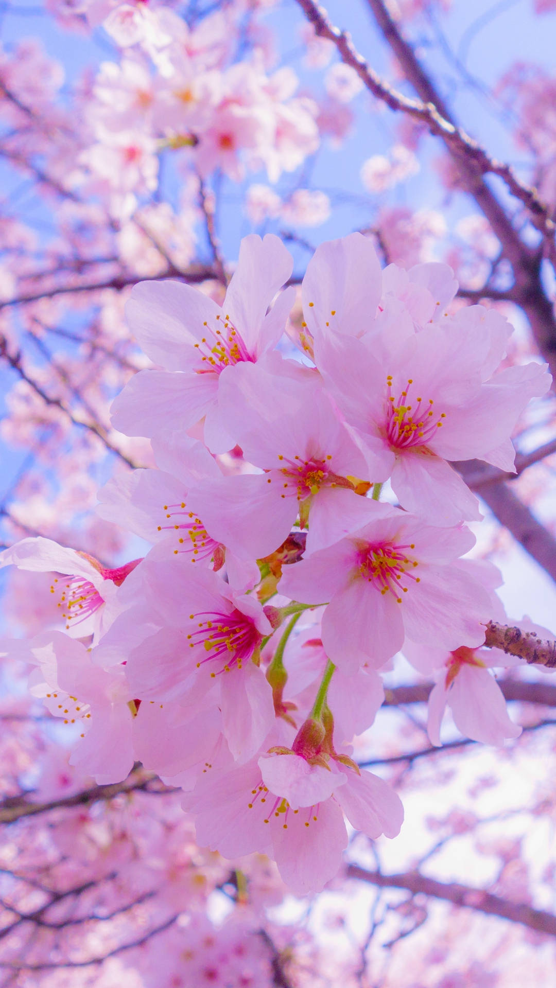 Sødt iPhone-baggrund med lyserøde blomsterblade Wallpapers