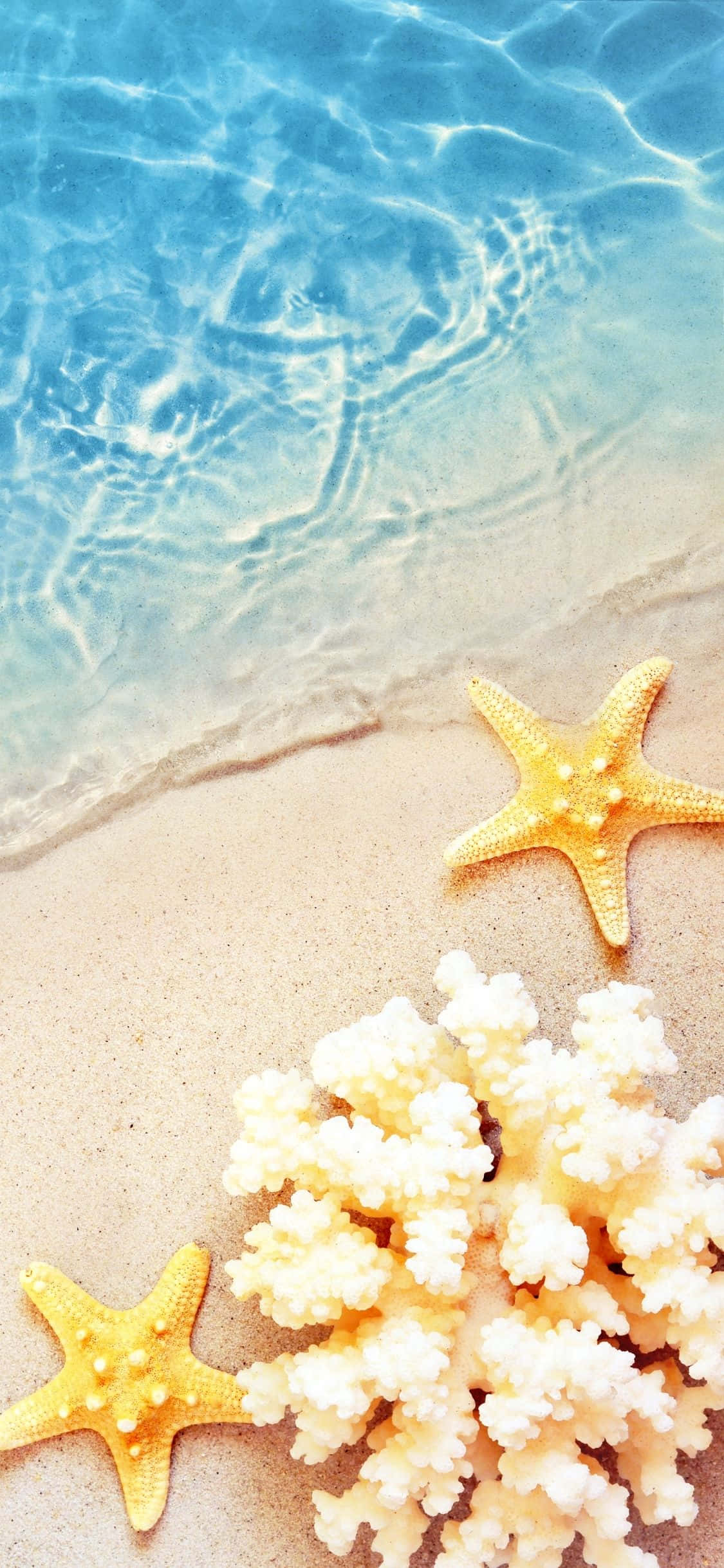 Søstjerner Og Koral iPhone X Sommerbaggrund Wallpapers
