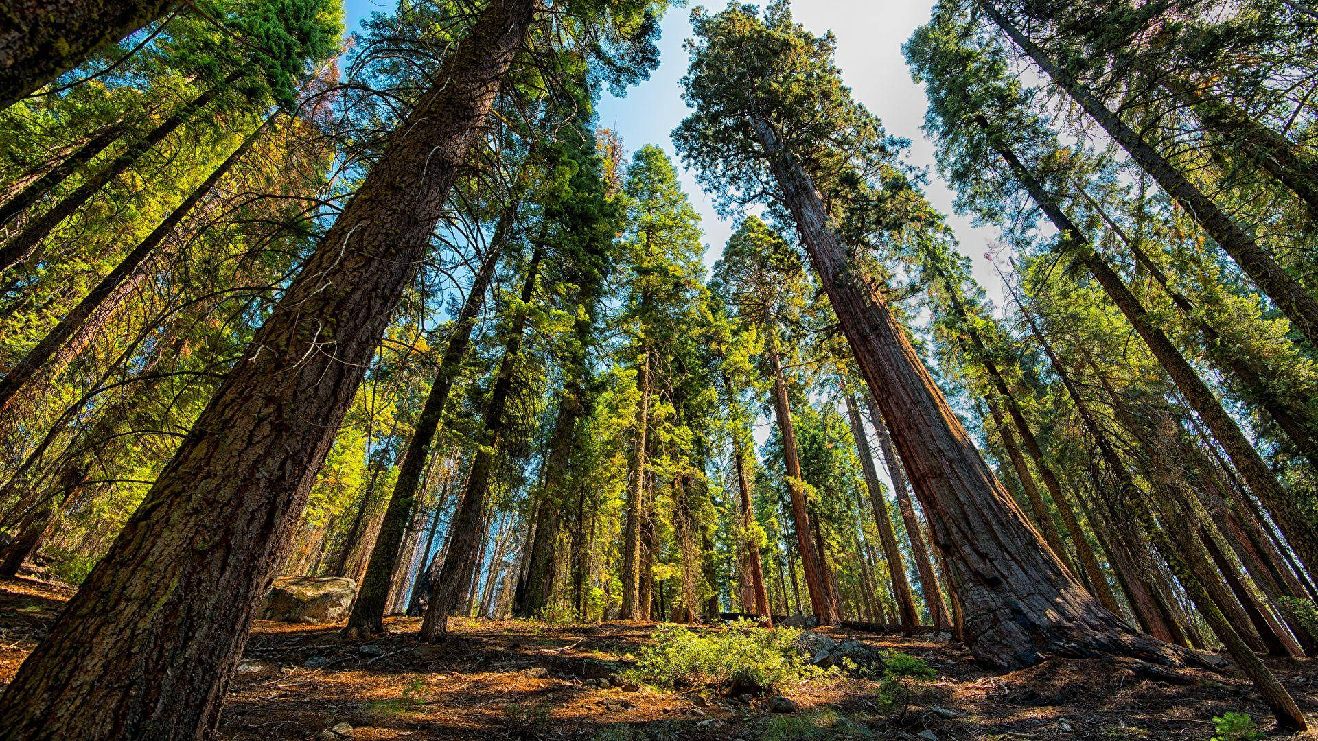 Solbeskinnet Sequoia National Park Wallpapers