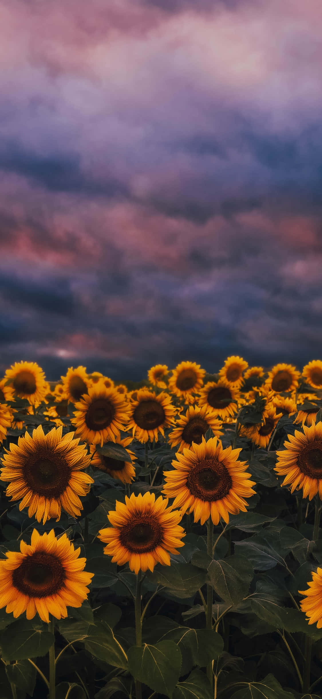 Solblomst Baggrund Wallpapers