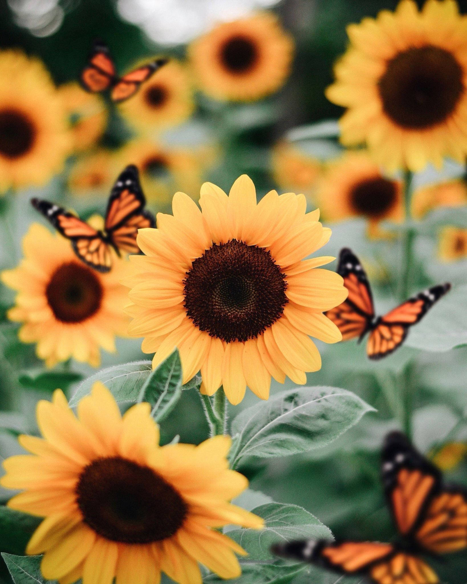 Solblomst Sommerfugl Æstetik Wallpapers