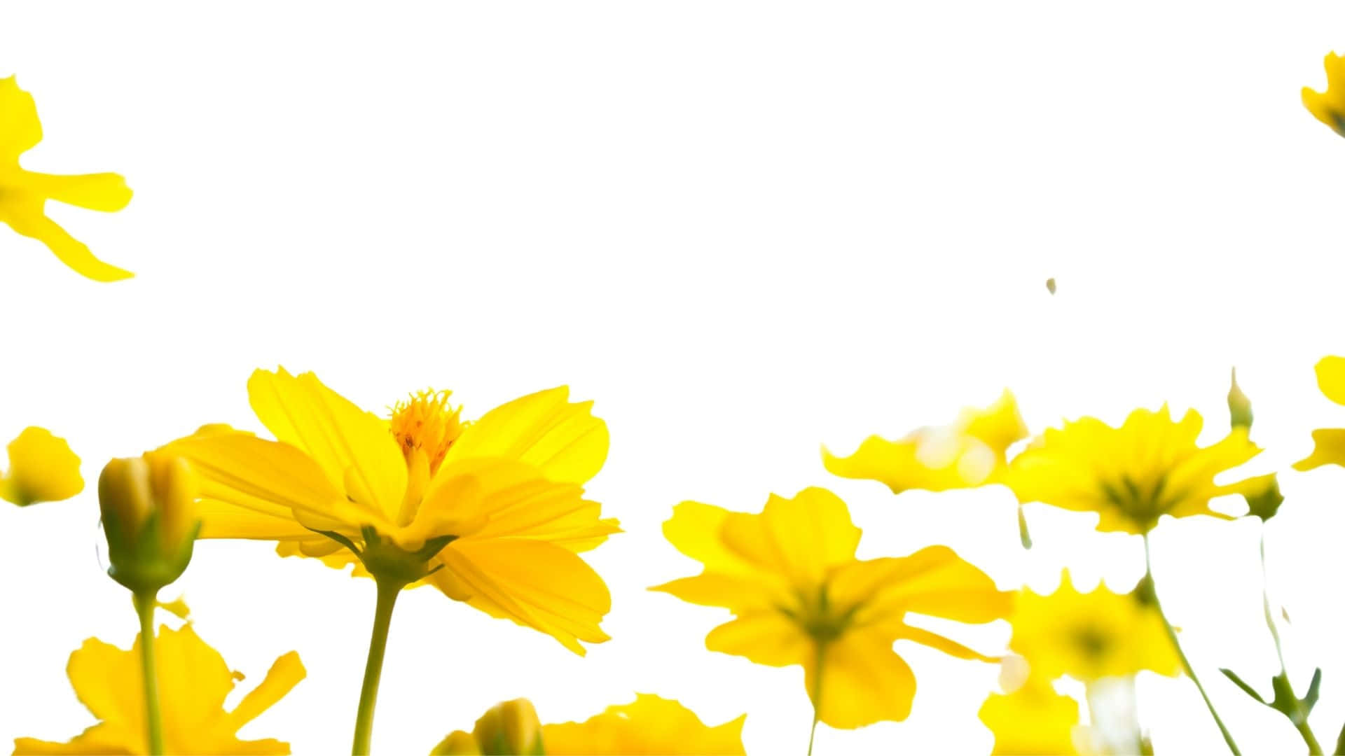 Solgul æstetik med et strejf af himmelblå Wallpapers