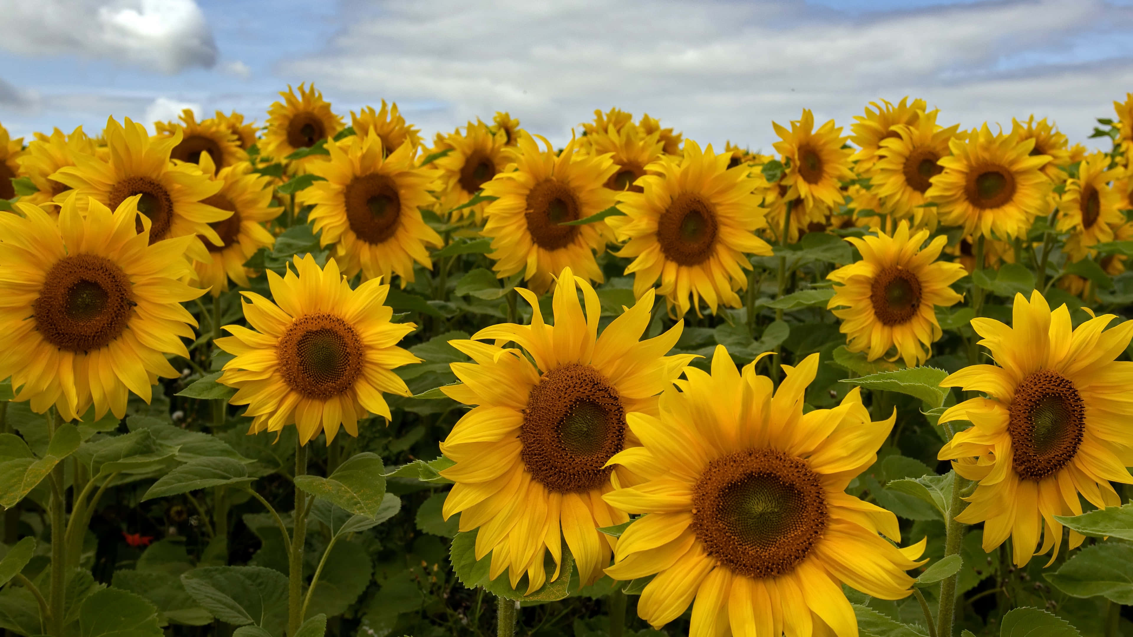 Solmark 4K Blomsterbaggrund Wallpapers