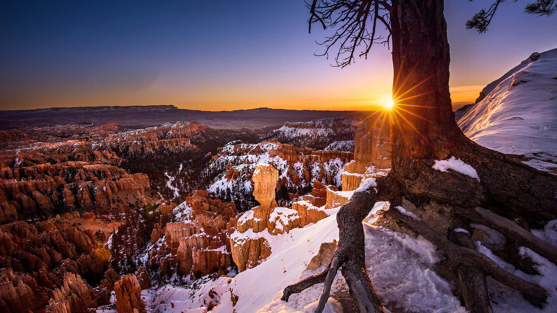 Solnedgang gennem et træ i Bryce Canyon National Park Wallpapers