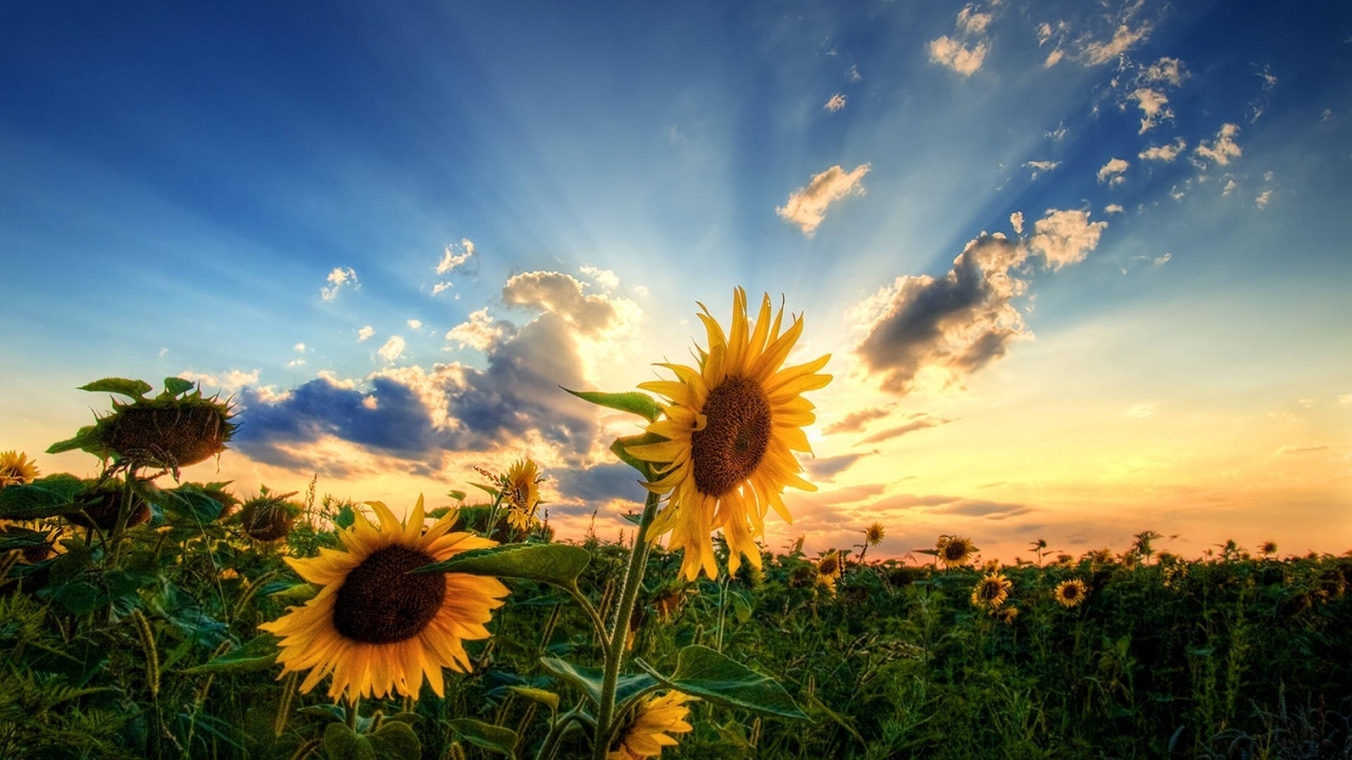 Solnedgang til Blumen Display Wallpapers