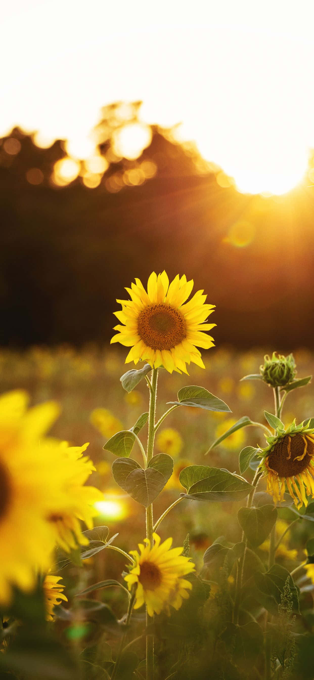Solrig fremvisning af glade solsikkeblomster Wallpapers