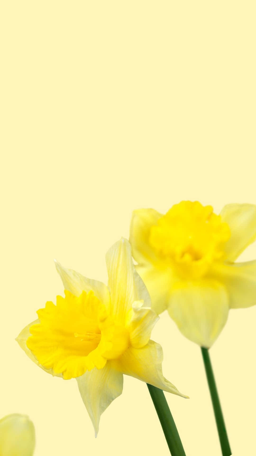 Solrig glæde: En majestætisk gul æstetisk baggrund Wallpapers