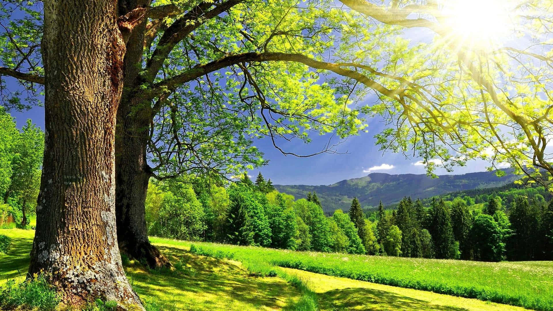 Solrig sommerdag med grøn natur Wallpapers