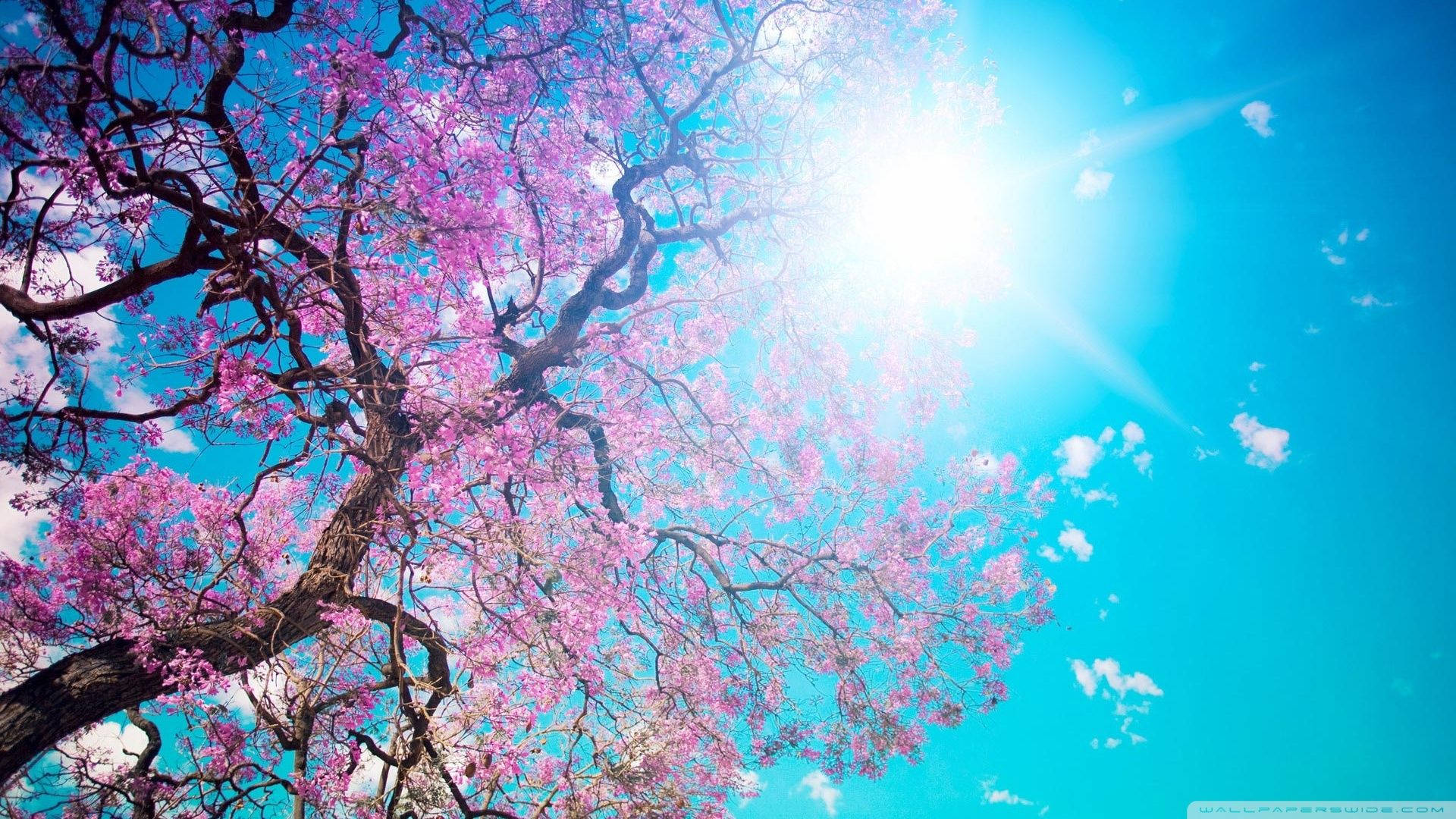 Solrigt kirsebærblomst Wallpapers