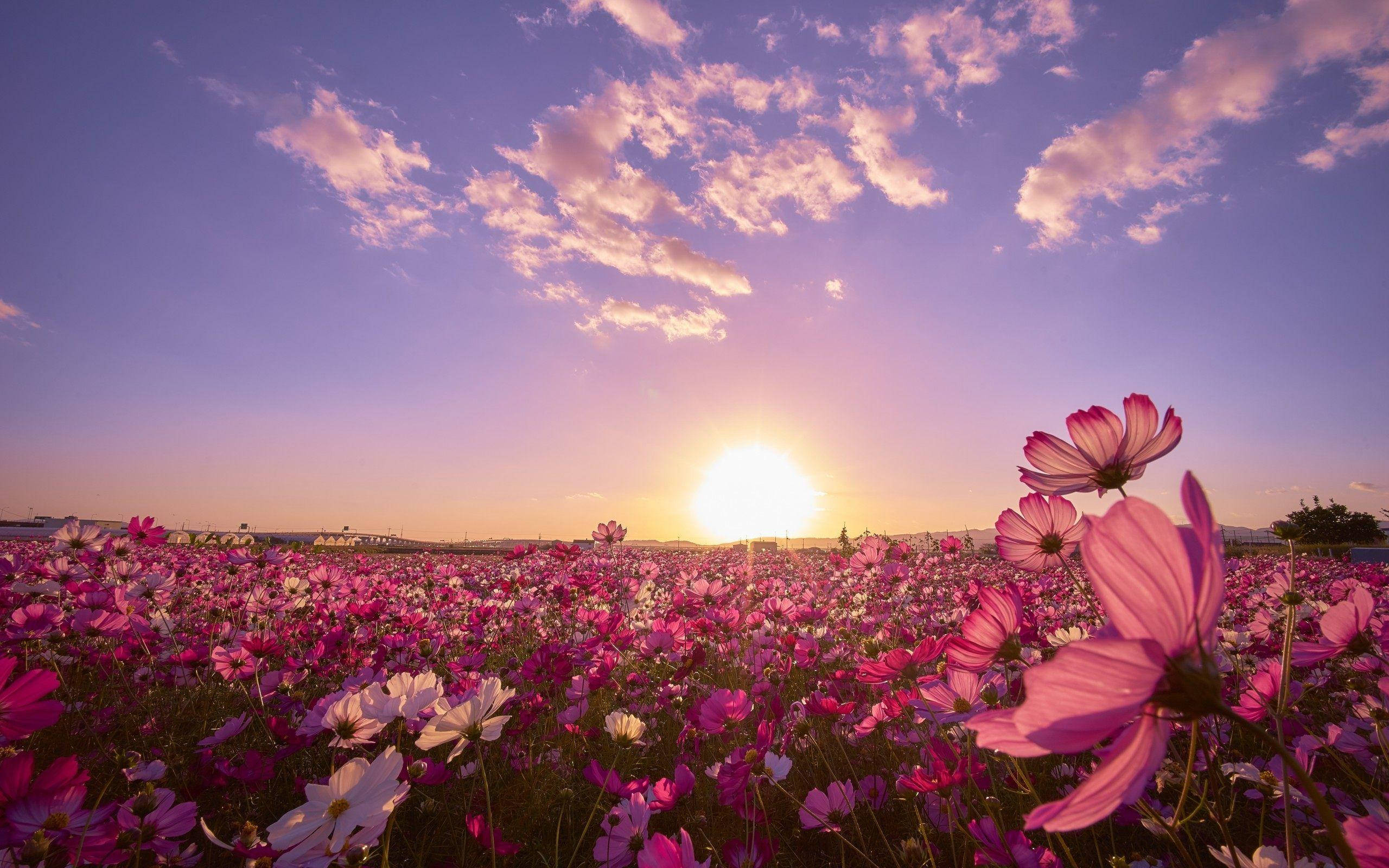 Solrigt kosmosblomsterfelt Wallpapers