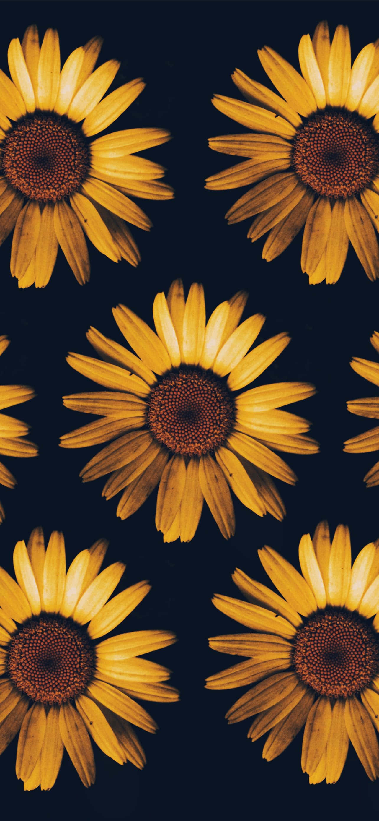 Solbær Baggrund Wallpapers