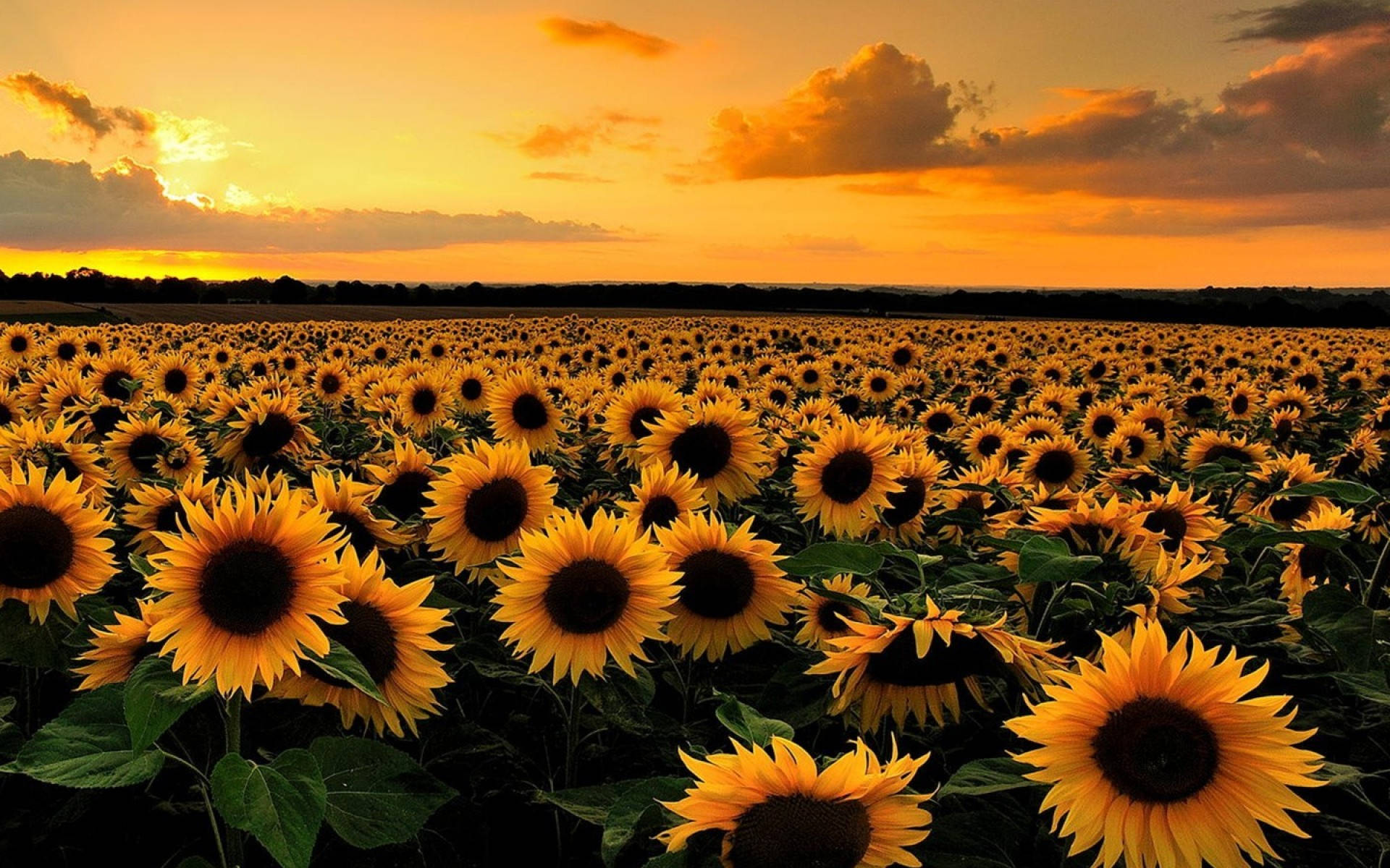 Solsikke-skrivebord — Blomster Wallpapers