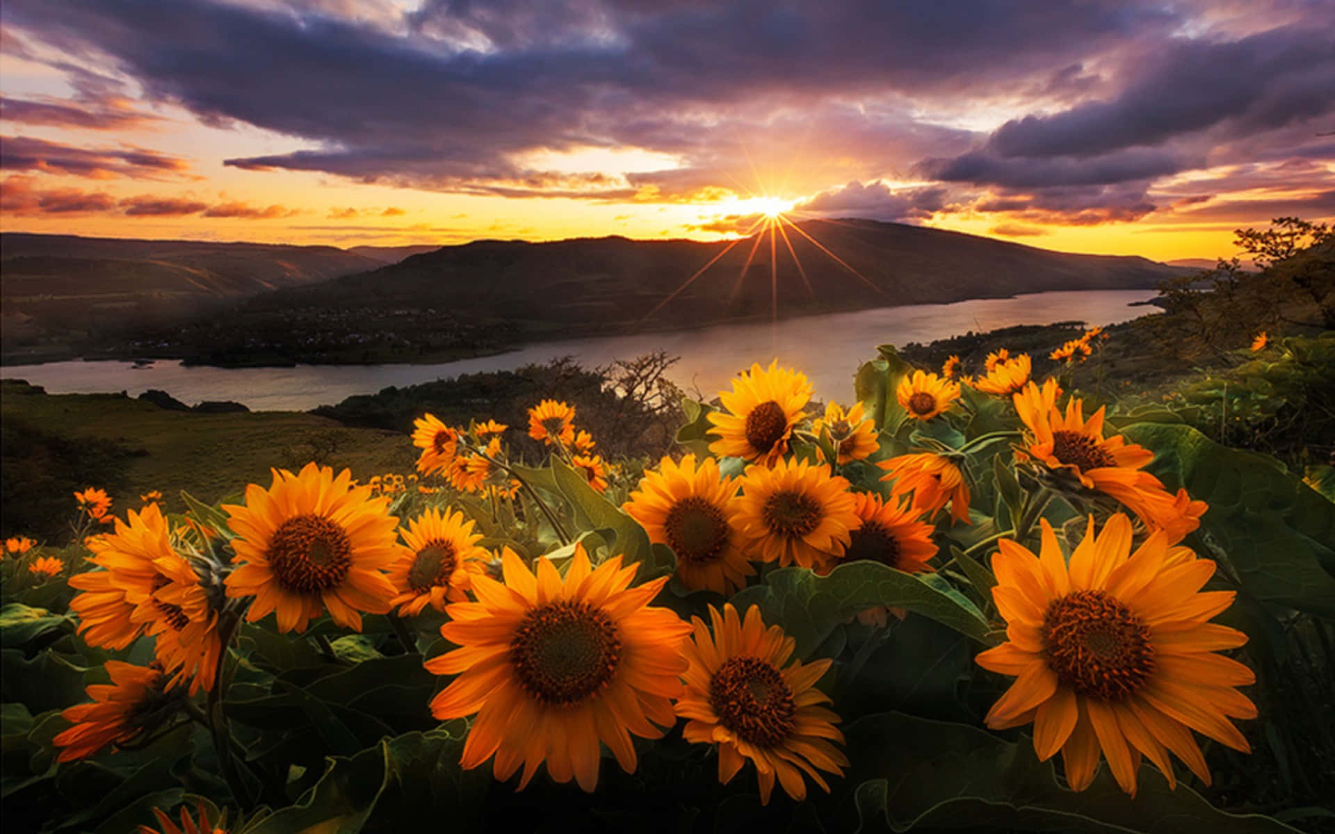 Solskin med solsikker billeder Wallpapers